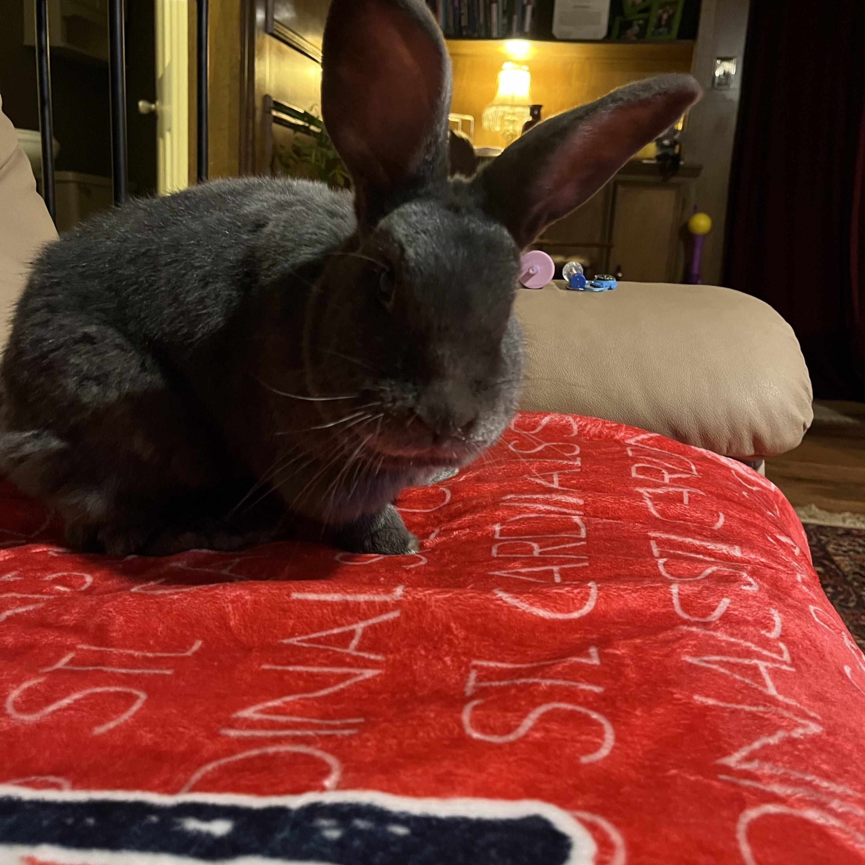 Enlarge Sherlock Bunz, a Adoptable mixed breed in Little Rock, AR image 1/4