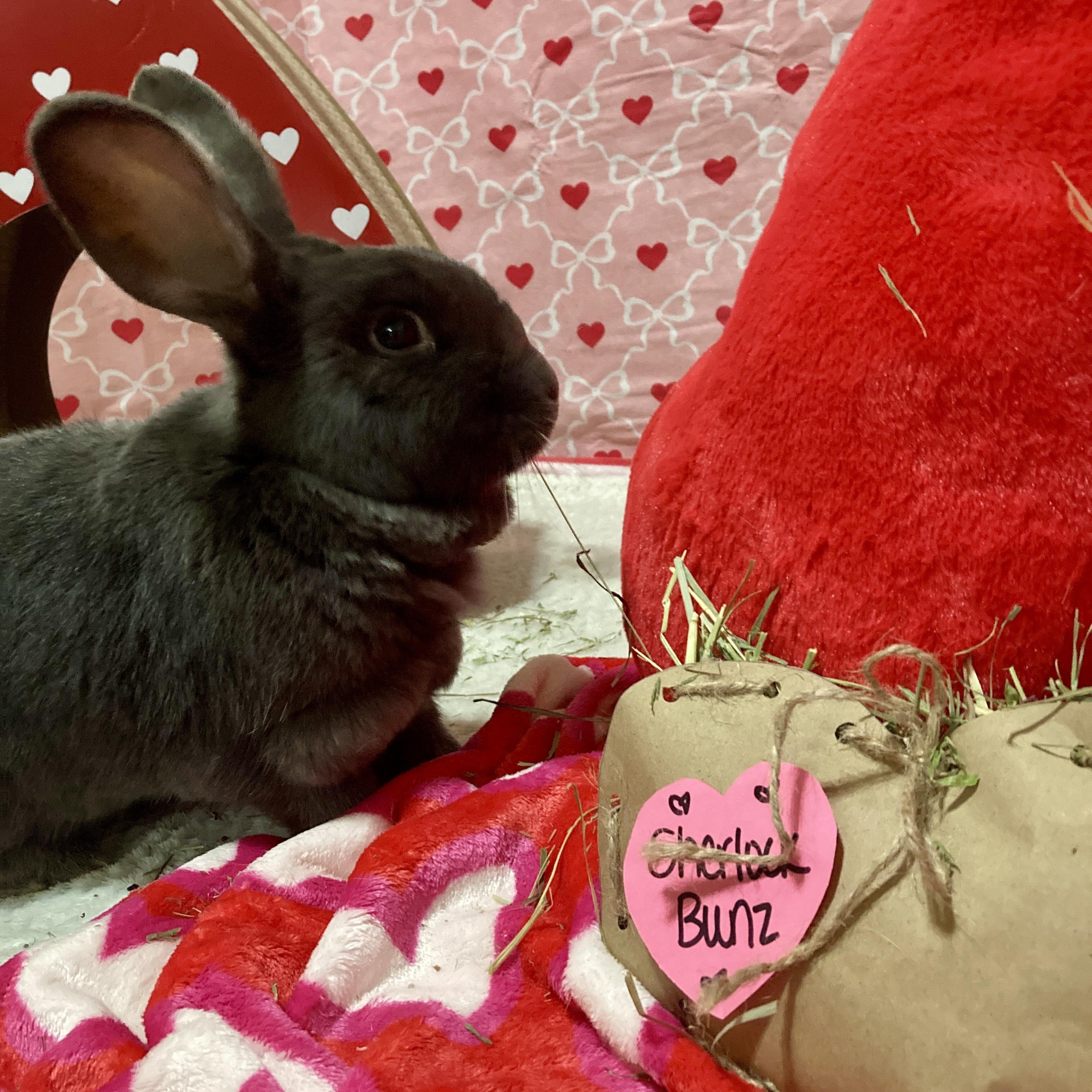 Sherlock Bunz, Adoptable, Adult Male Rex & Flemish Giant.