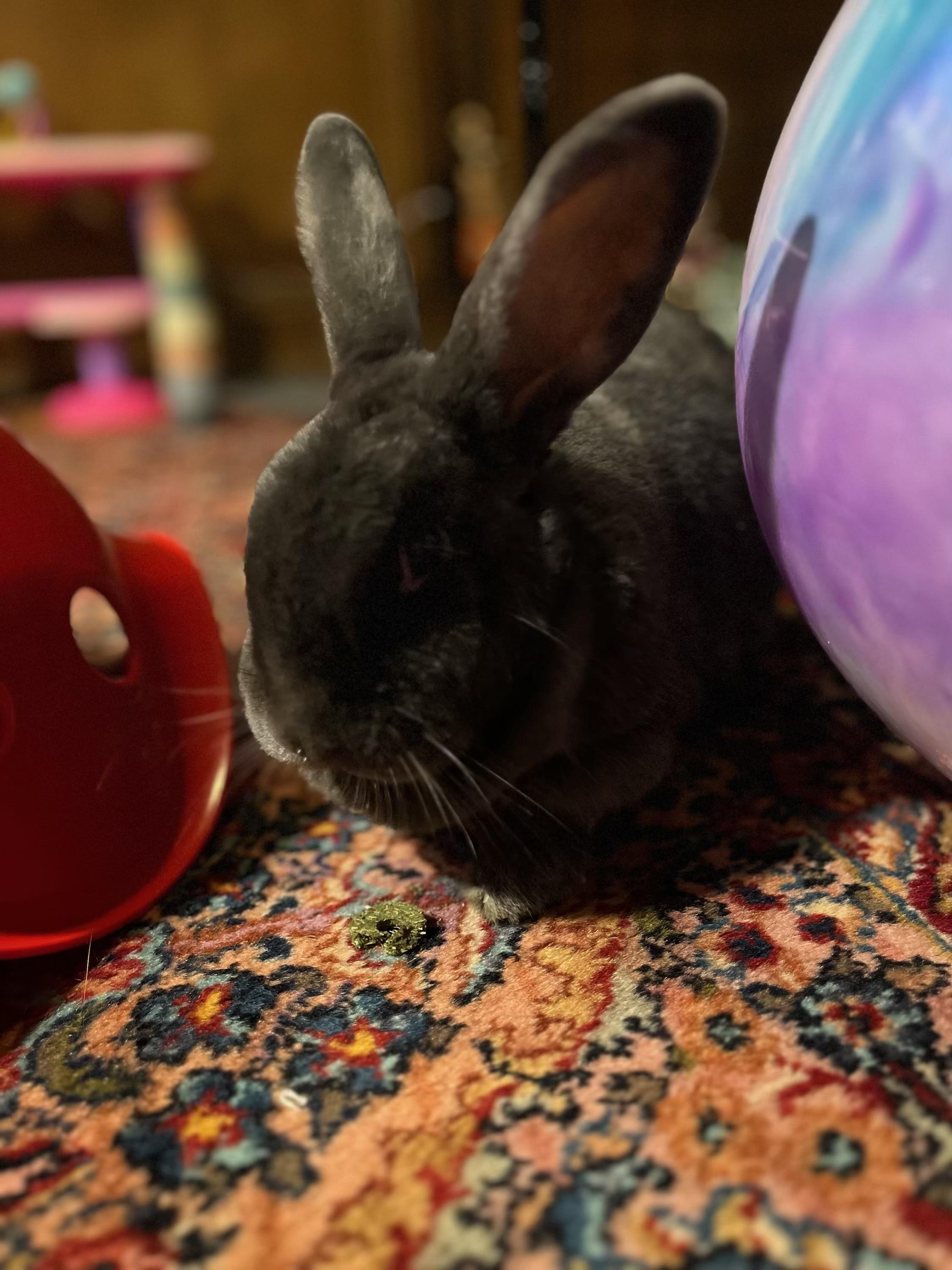 Enlarge Sherlock Bunz, a Adoptable mixed breed in Little Rock, AR image 3/4