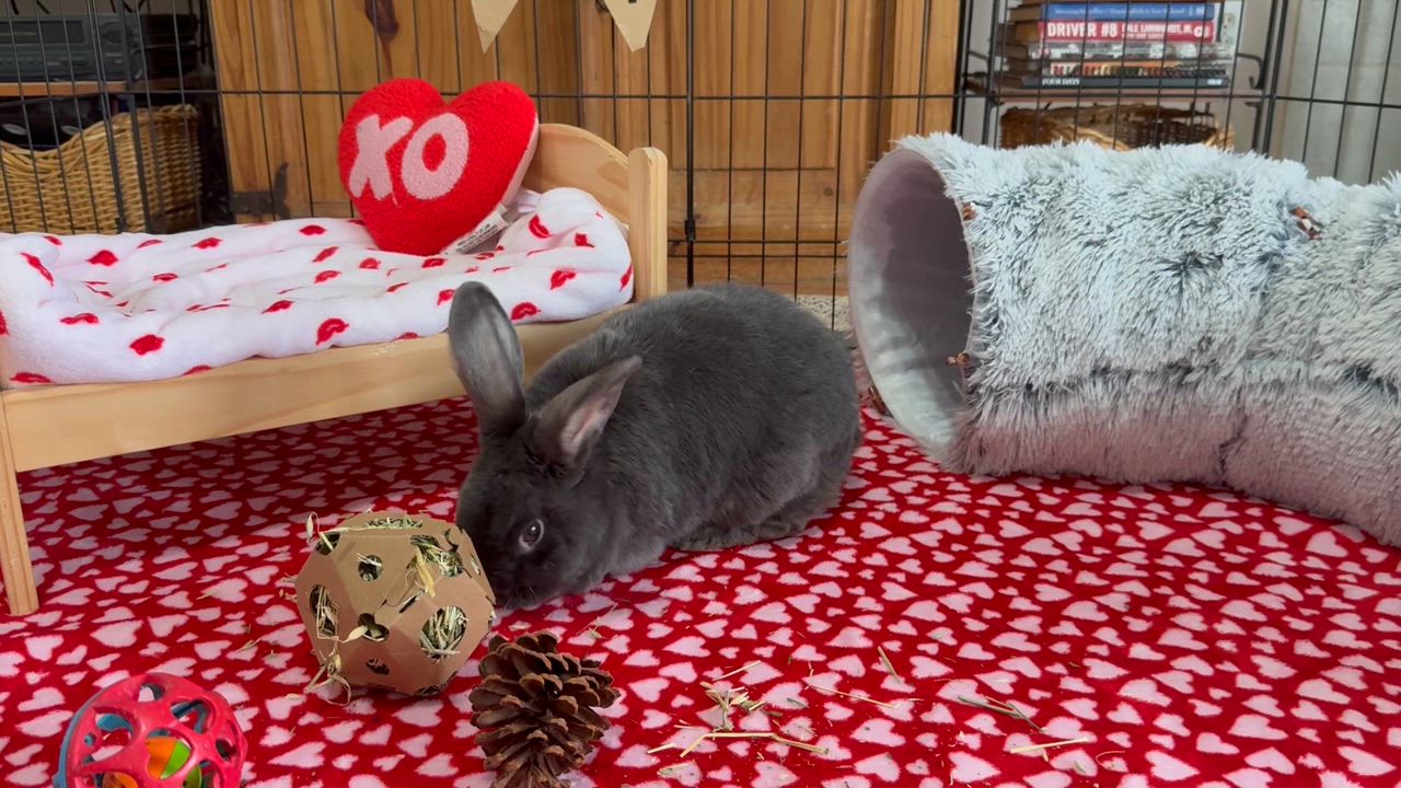 Enlarge Sherlock Bunz, a Adoptable mixed breed in Little Rock, AR video 6/6