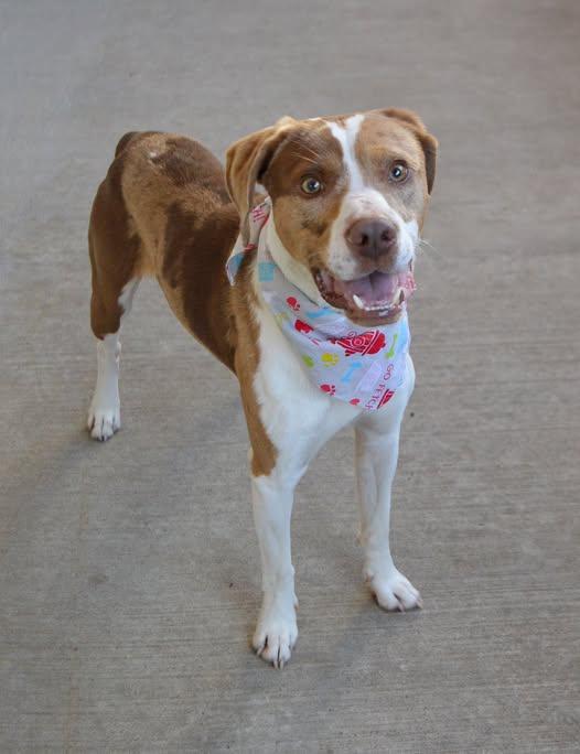 Enlarge Messi, a Adoptable Mixed Breed in McKinney, TX image 1/1