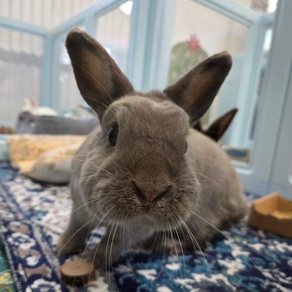 Enlarge Ash, a Adoptable Netherland Dwarf in Hilliard , FL image 1/1