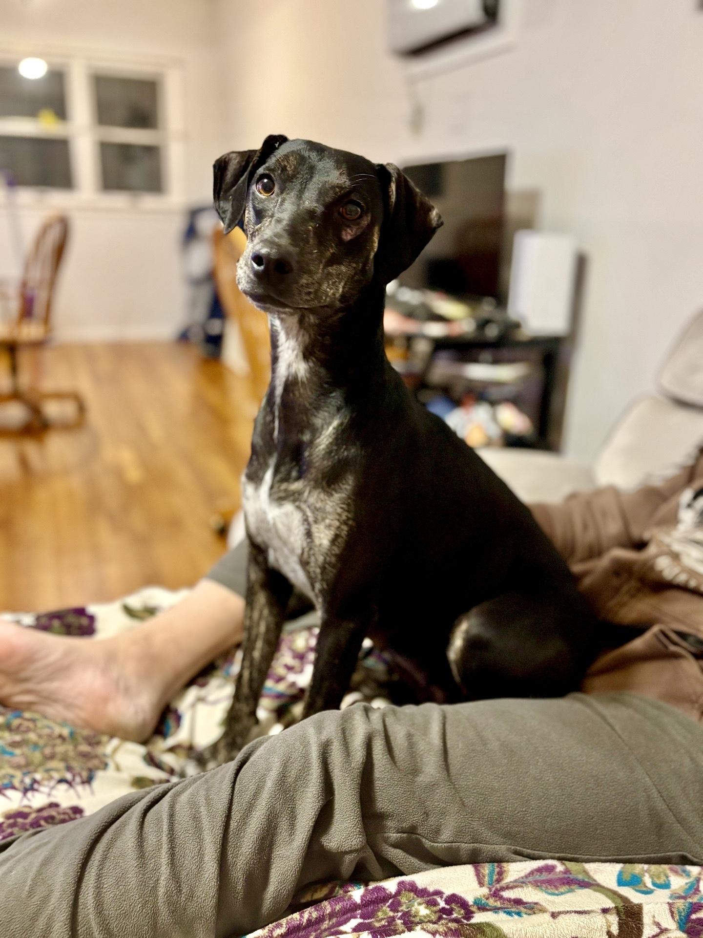 Juliet, a Adoptable mixed breed in Levittown, NY image 3/5