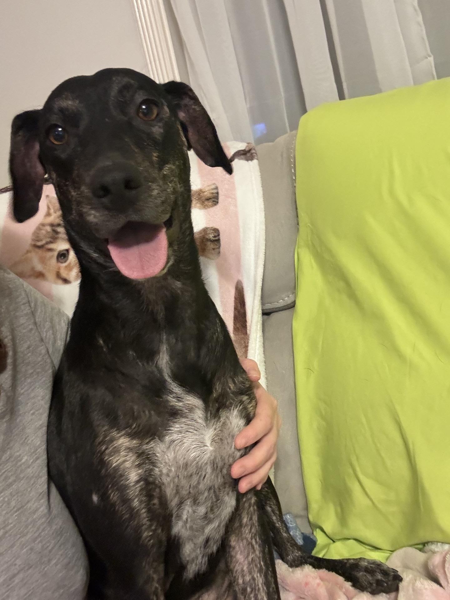 Juliet, a Adoptable mixed breed in Levittown, NY image 1/5