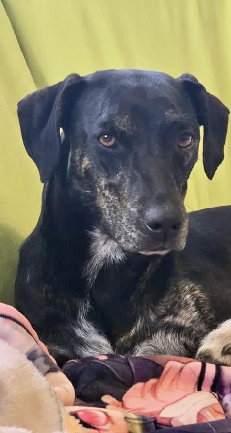 Juliet, a Adoptable mixed breed in Levittown, NY image 5/5