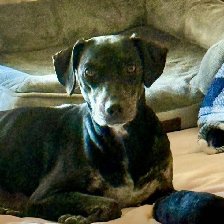 Juliet, a Adoptable mixed breed in Levittown, NY image 4/5