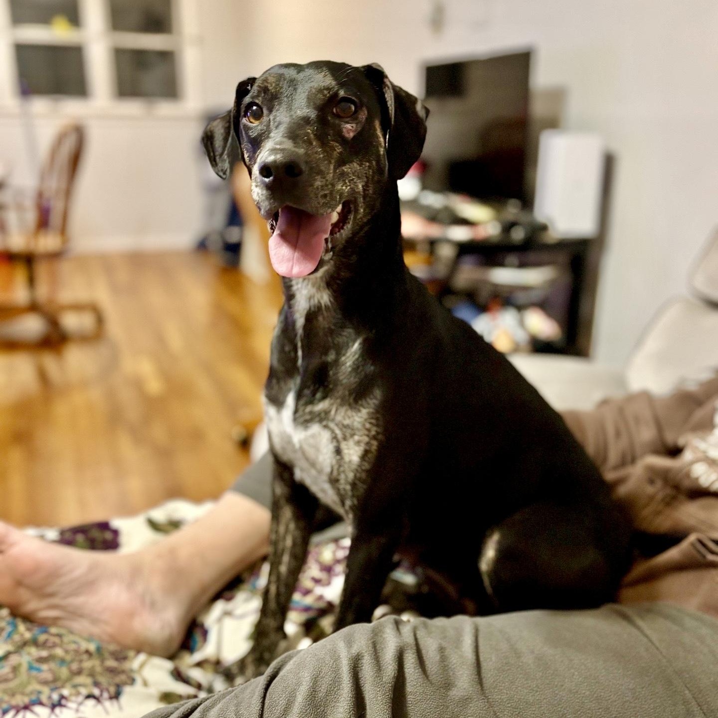 Juliet, Adoptable, Adult Female Coonhound & Mountain Cur.