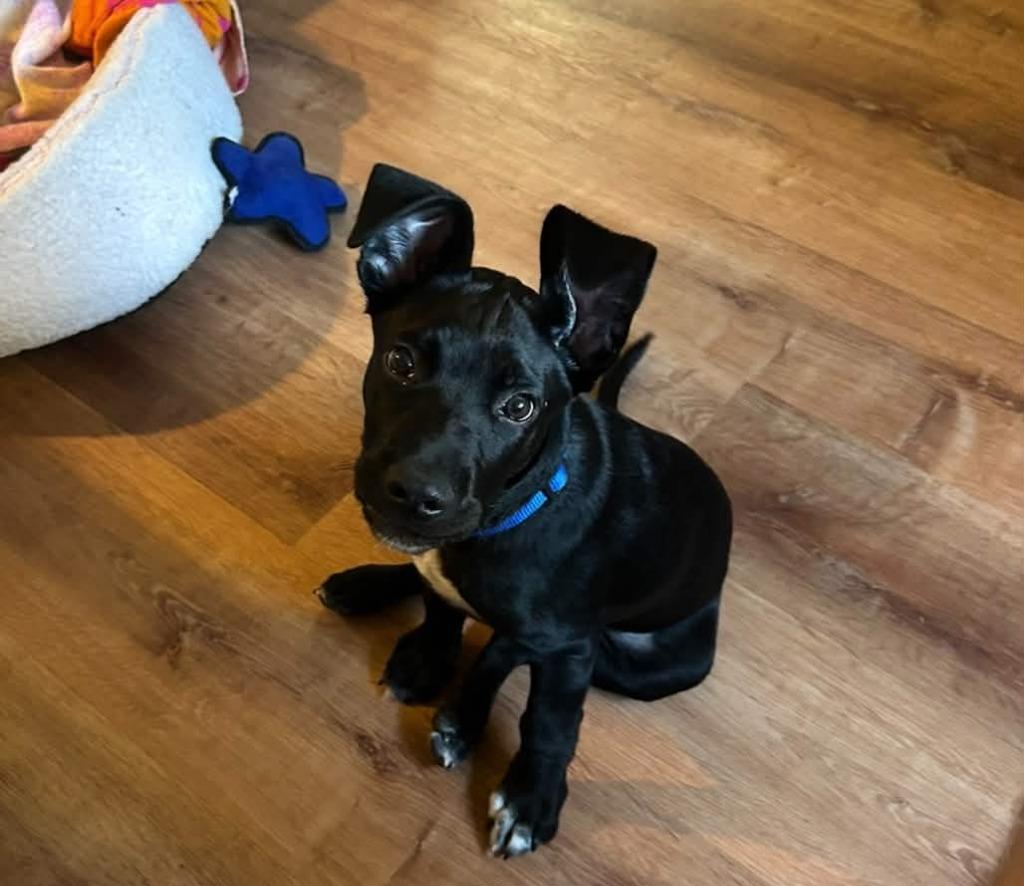 Blaze, Adoptable, Puppy Male Labrador Retriever.