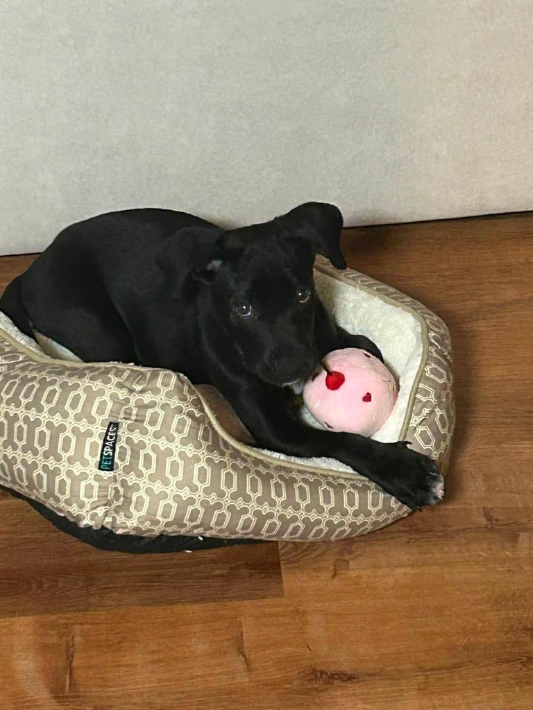 Enlarge Blaze, a Adoptable mixed breed in Mesa, AZ image 2/4