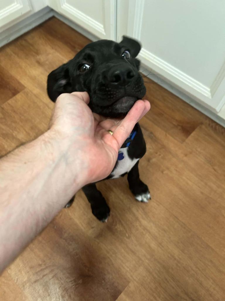 Enlarge Blaze, a Adoptable mixed breed in Mesa, AZ image 4/4