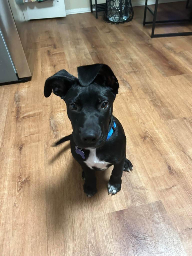 Enlarge Blaze, a Adoptable mixed breed in Mesa, AZ image 5/5