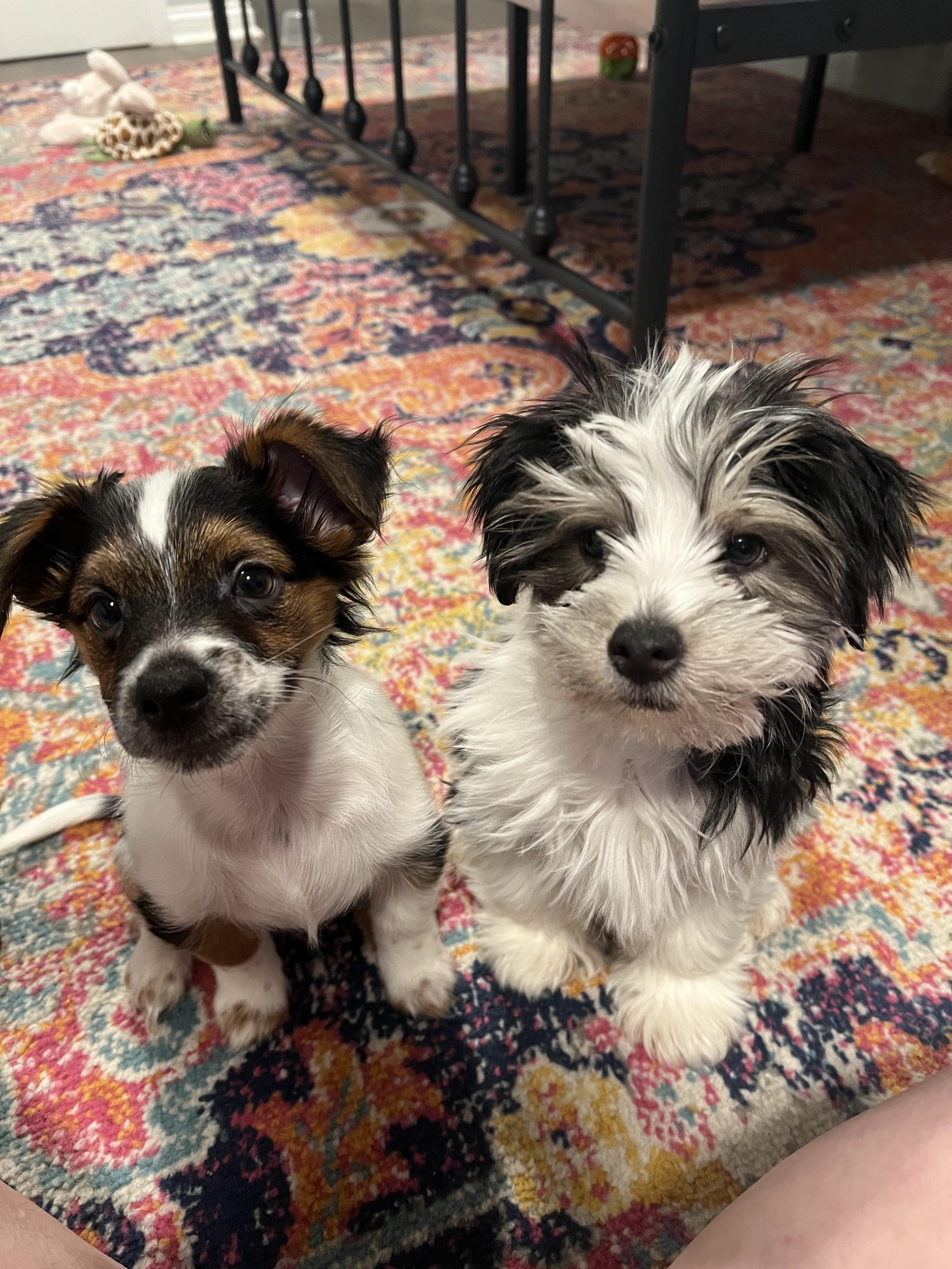 Llama, Adopted, Young Male Australian Shepherd & Papillon.