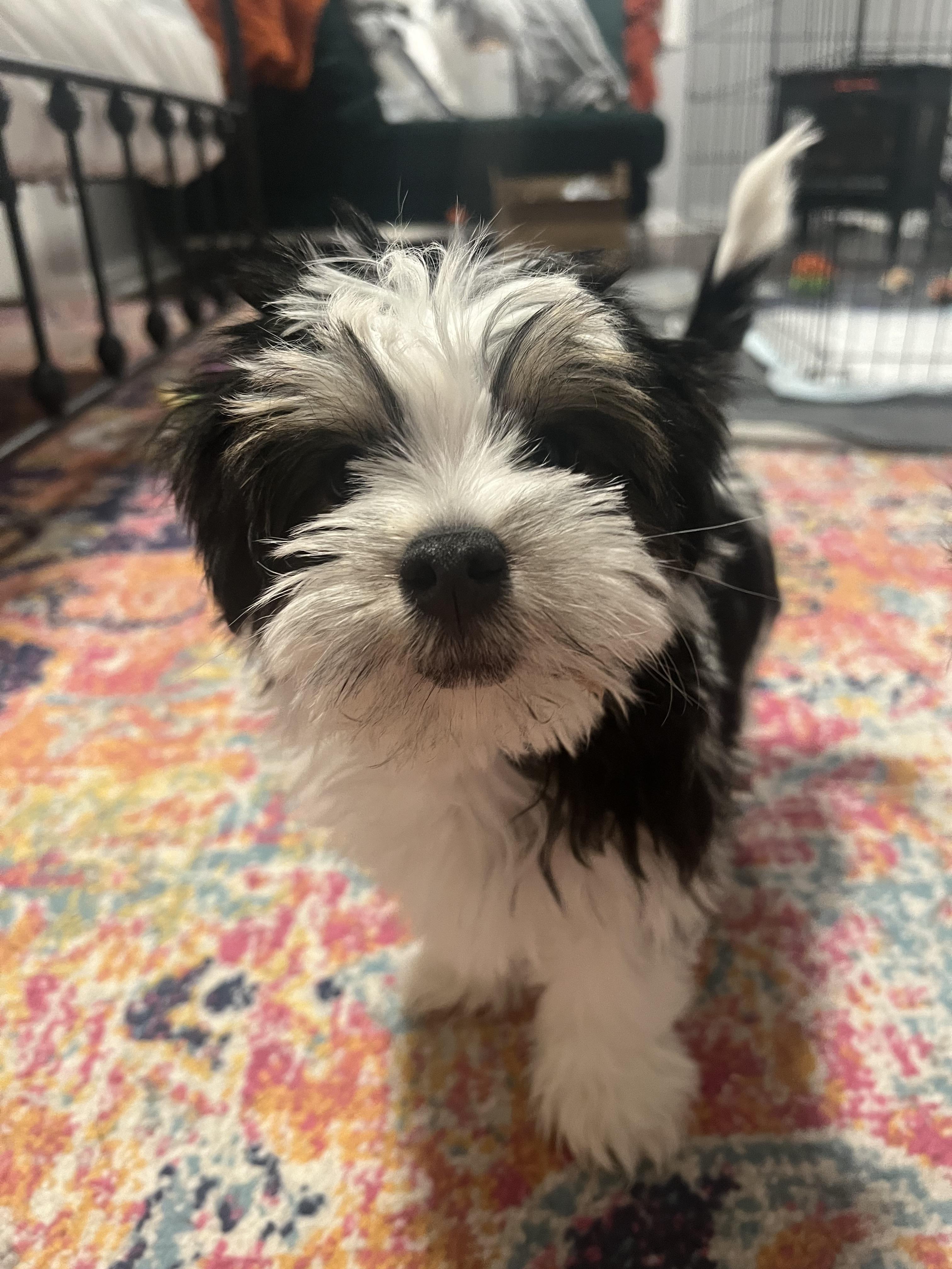 Llama, a Adopted mixed breed in Richmond, KY image 2/6