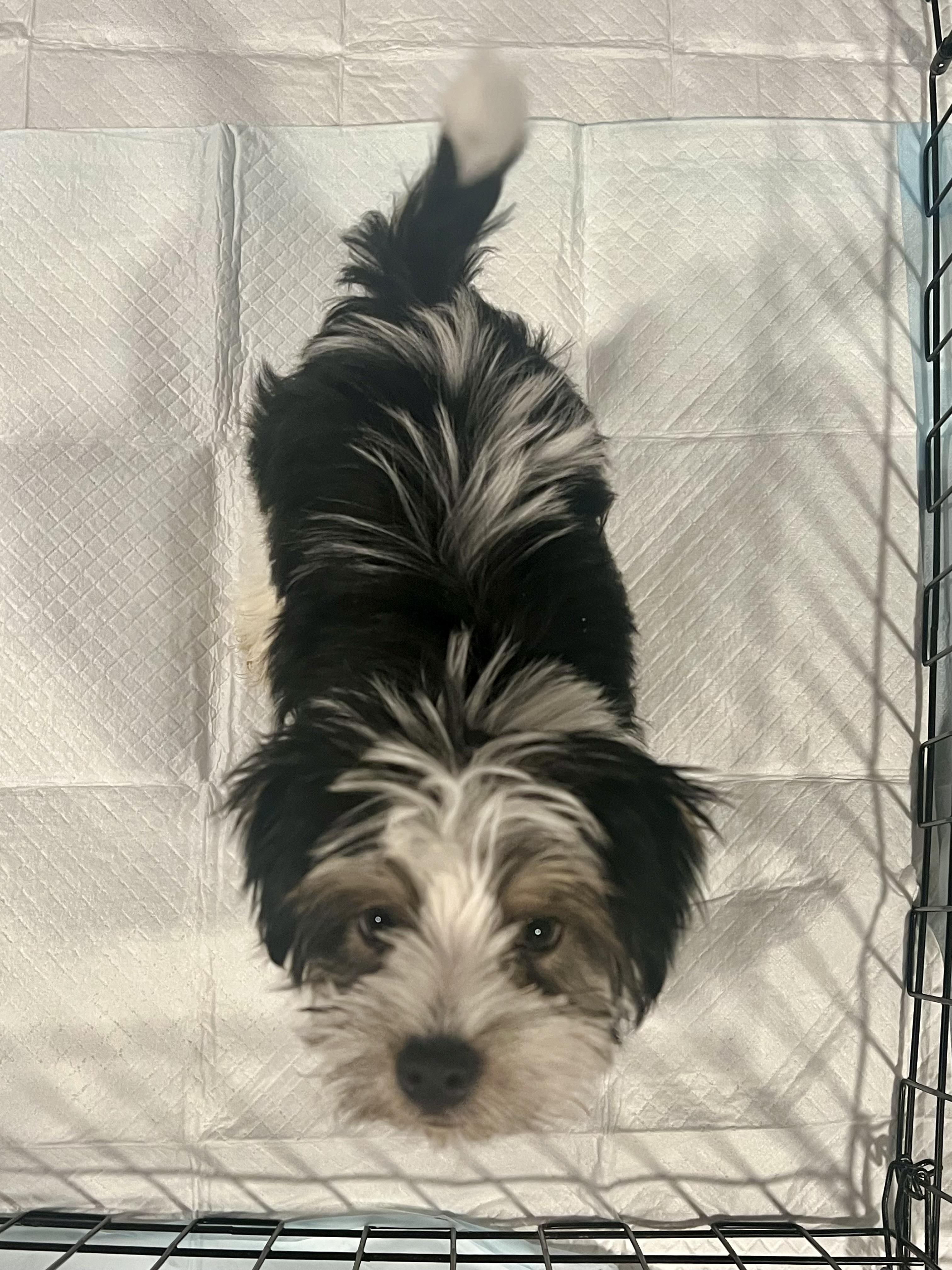 Llama, a Adopted mixed breed in Richmond, KY image 3/6