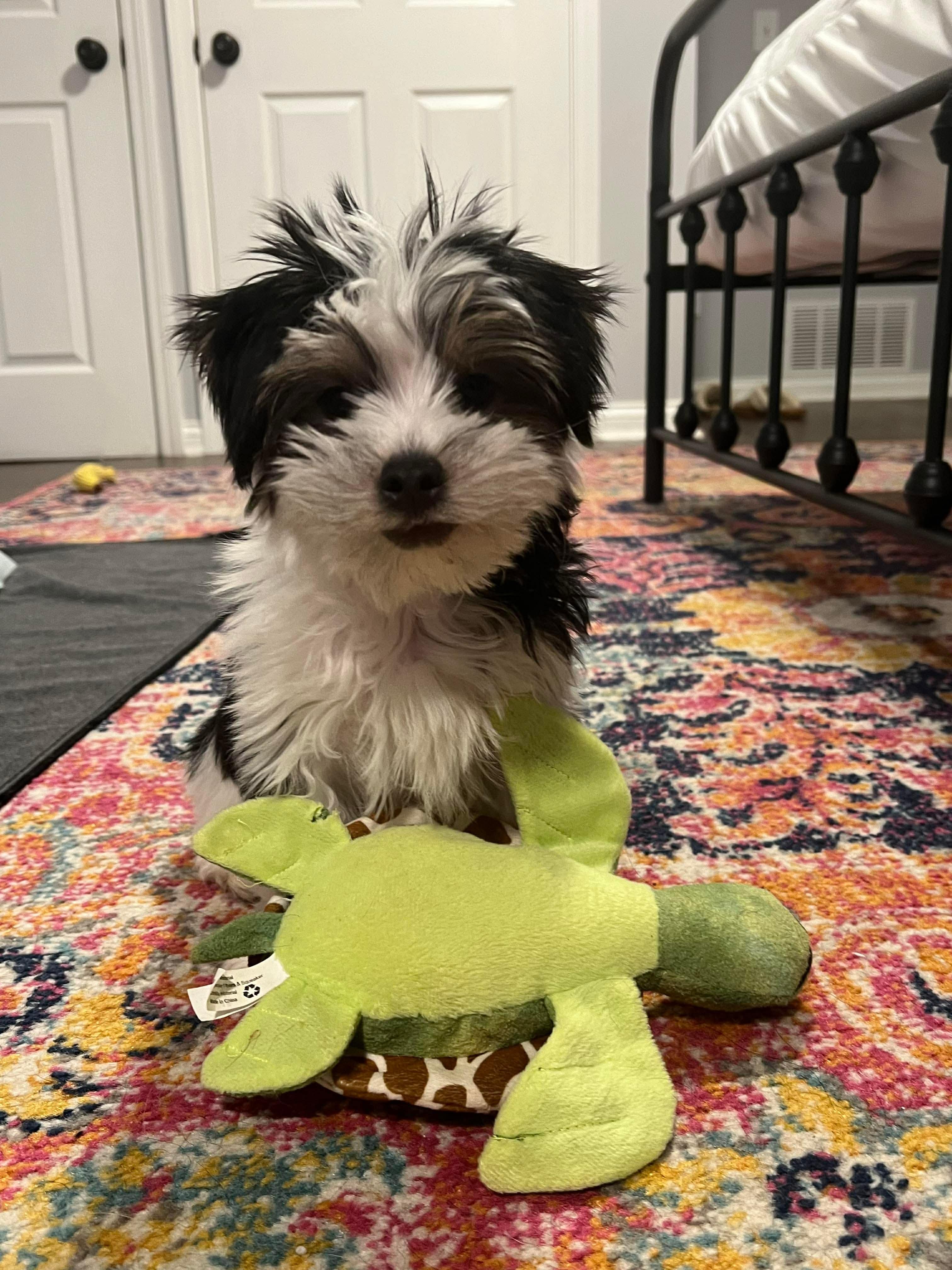 Llama, a Adopted mixed breed in Richmond, KY image 4/6