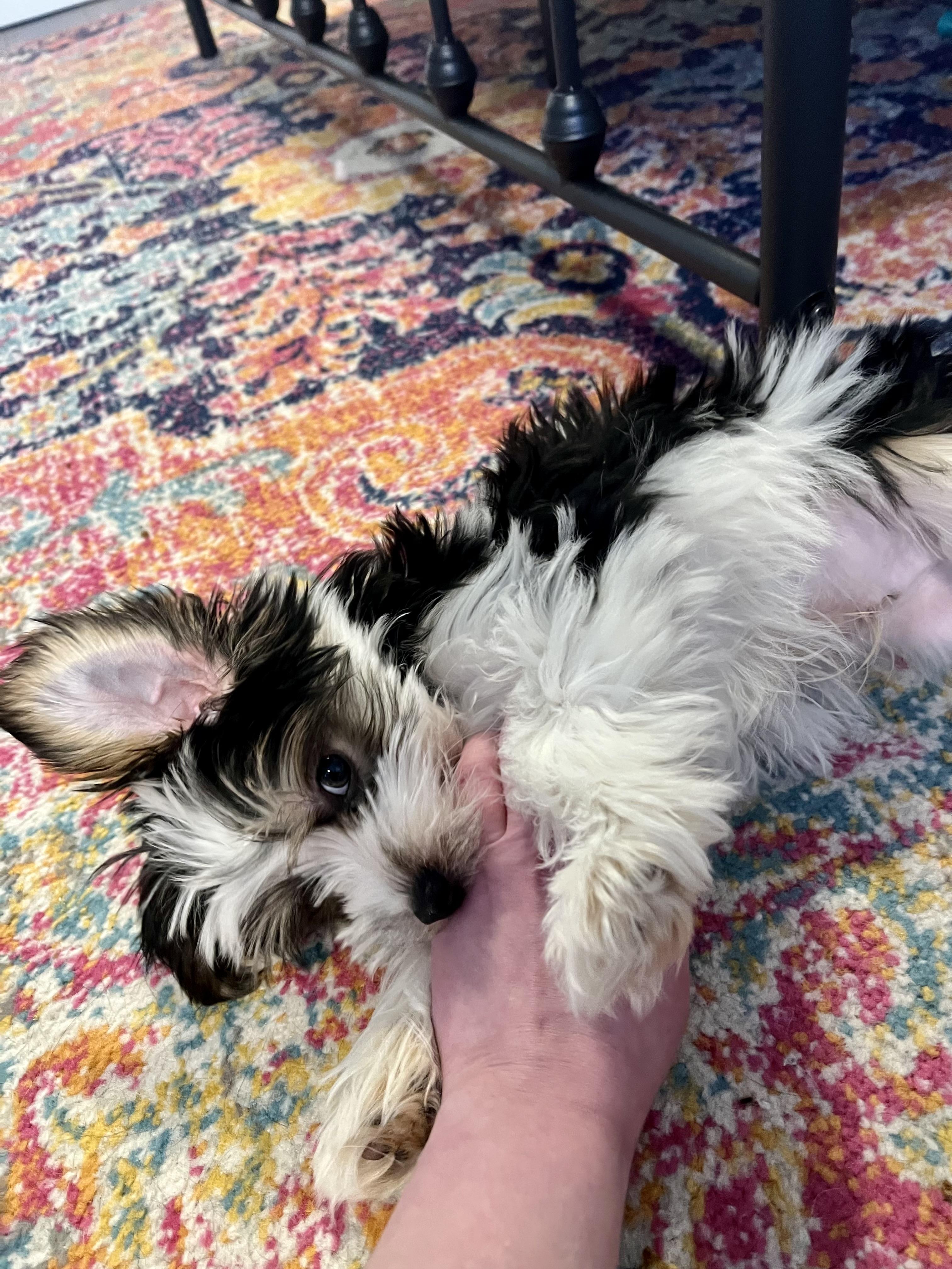 Llama, a Adopted mixed breed in Richmond, KY image 5/6