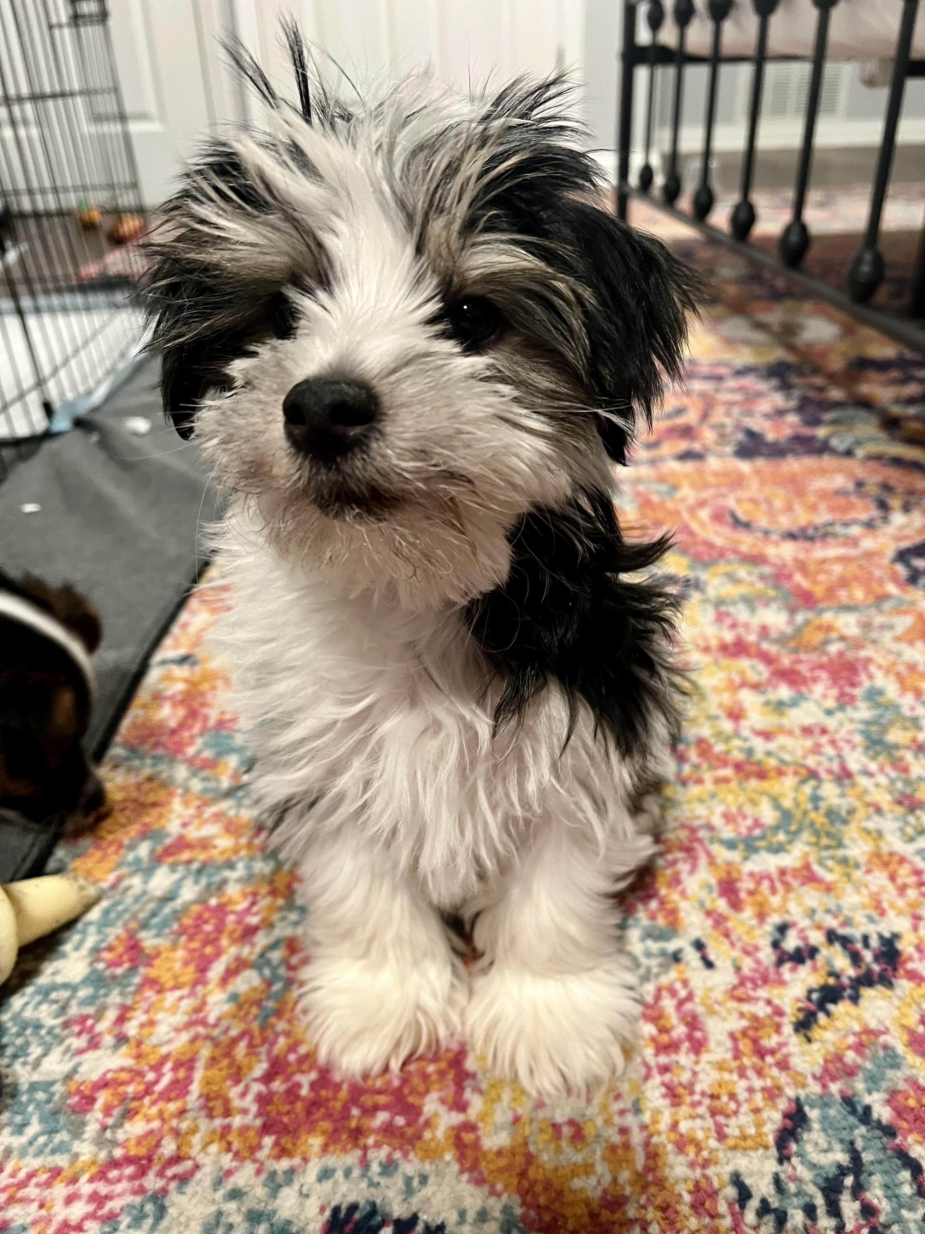 Llama, a Adopted mixed breed in Richmond, KY image 6/6