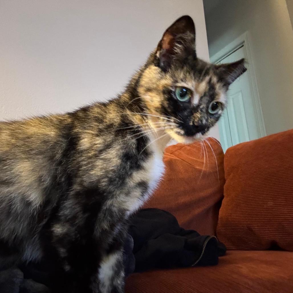 Benny, a Adoptable Domestic Medium Hair in Fort Belvoir, VA image 6/6