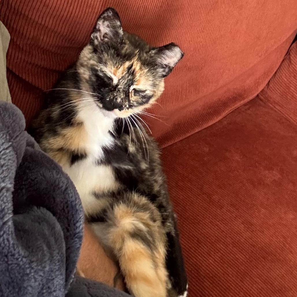 Benny, Adoptable, Adult Female Domestic Medium Hair.