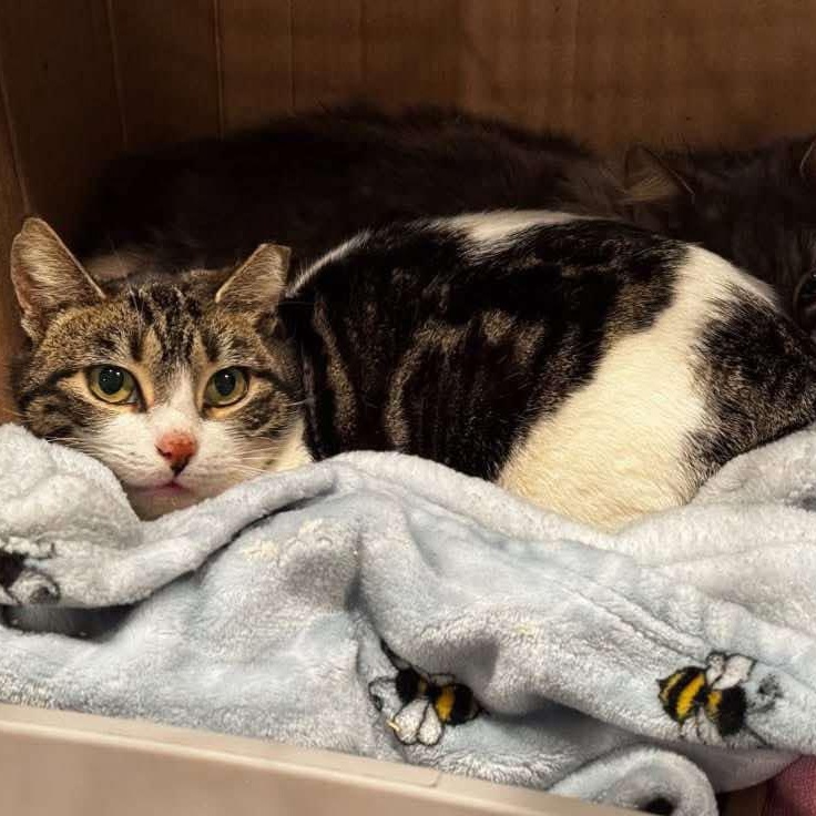 Dotty, a Adoptable Domestic Short Hair in LITTLE MOUNTAIN, SC image 2/2