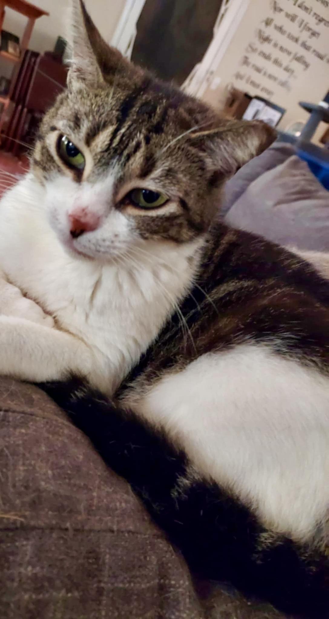 Dotty, Adoptable, Adult Female Domestic Short Hair.