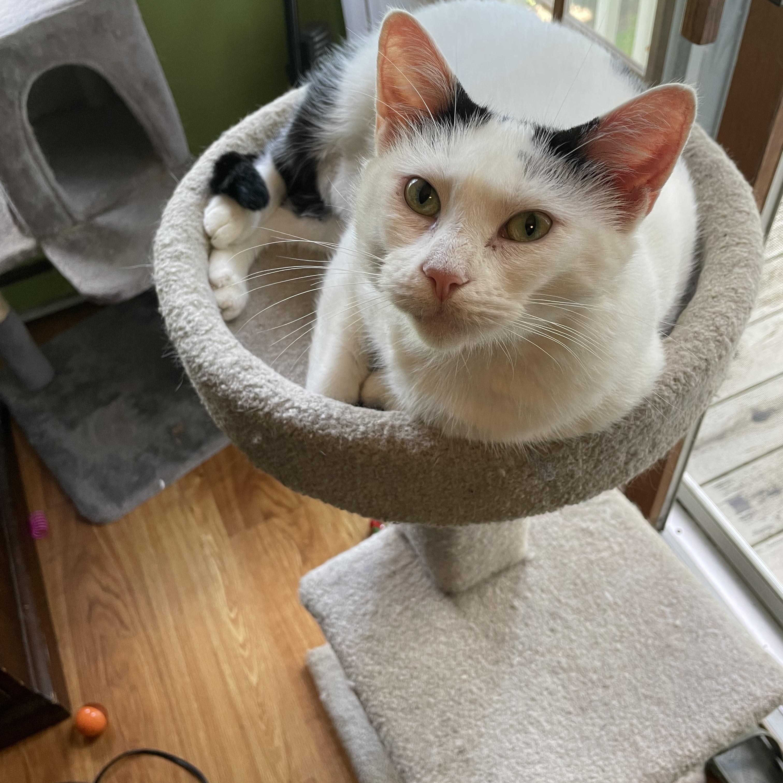 Soba, a Adoptable Domestic Short Hair in Crystal Lake, IL image 5/5