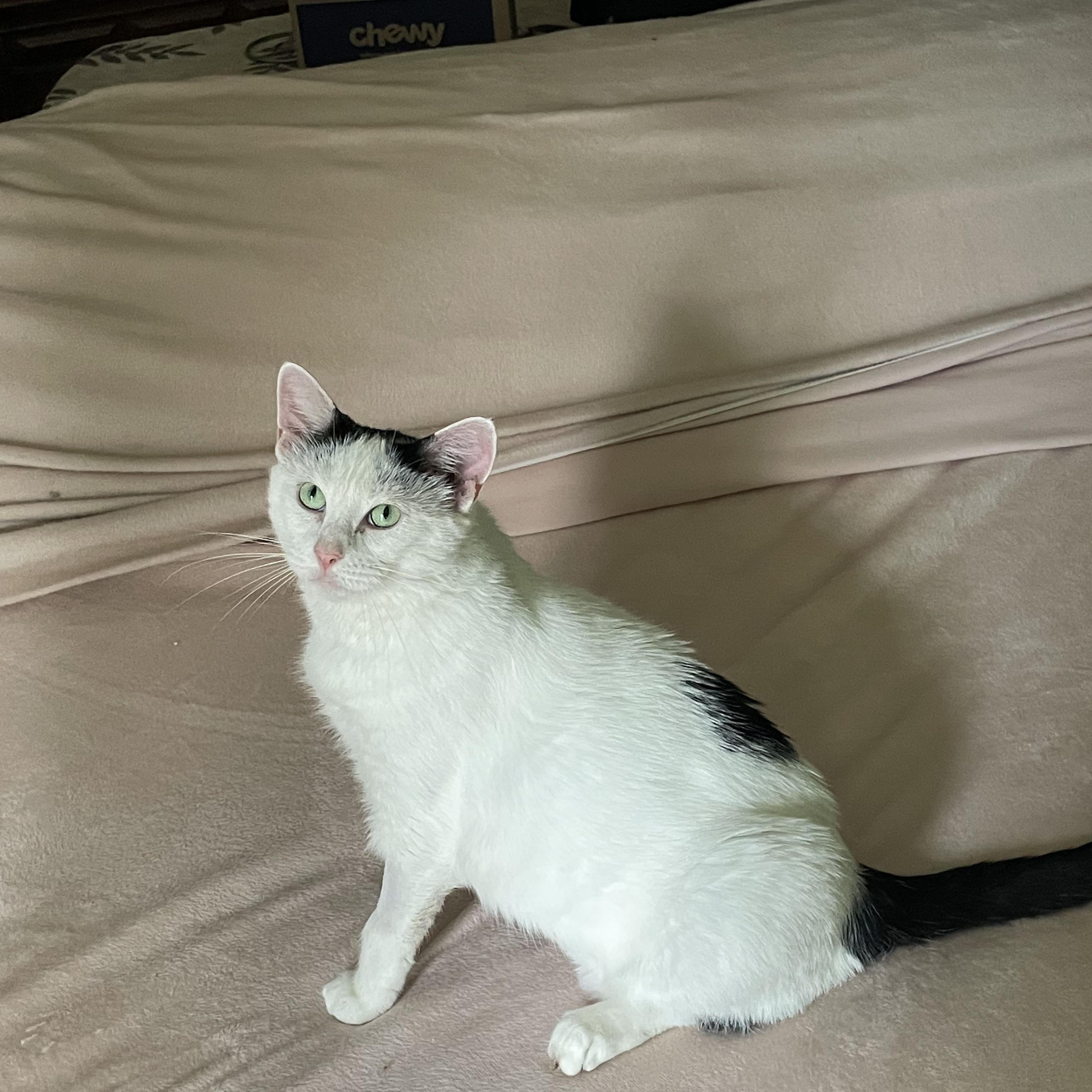 Soba, a Adoptable Domestic Short Hair in Crystal Lake, IL image 3/5