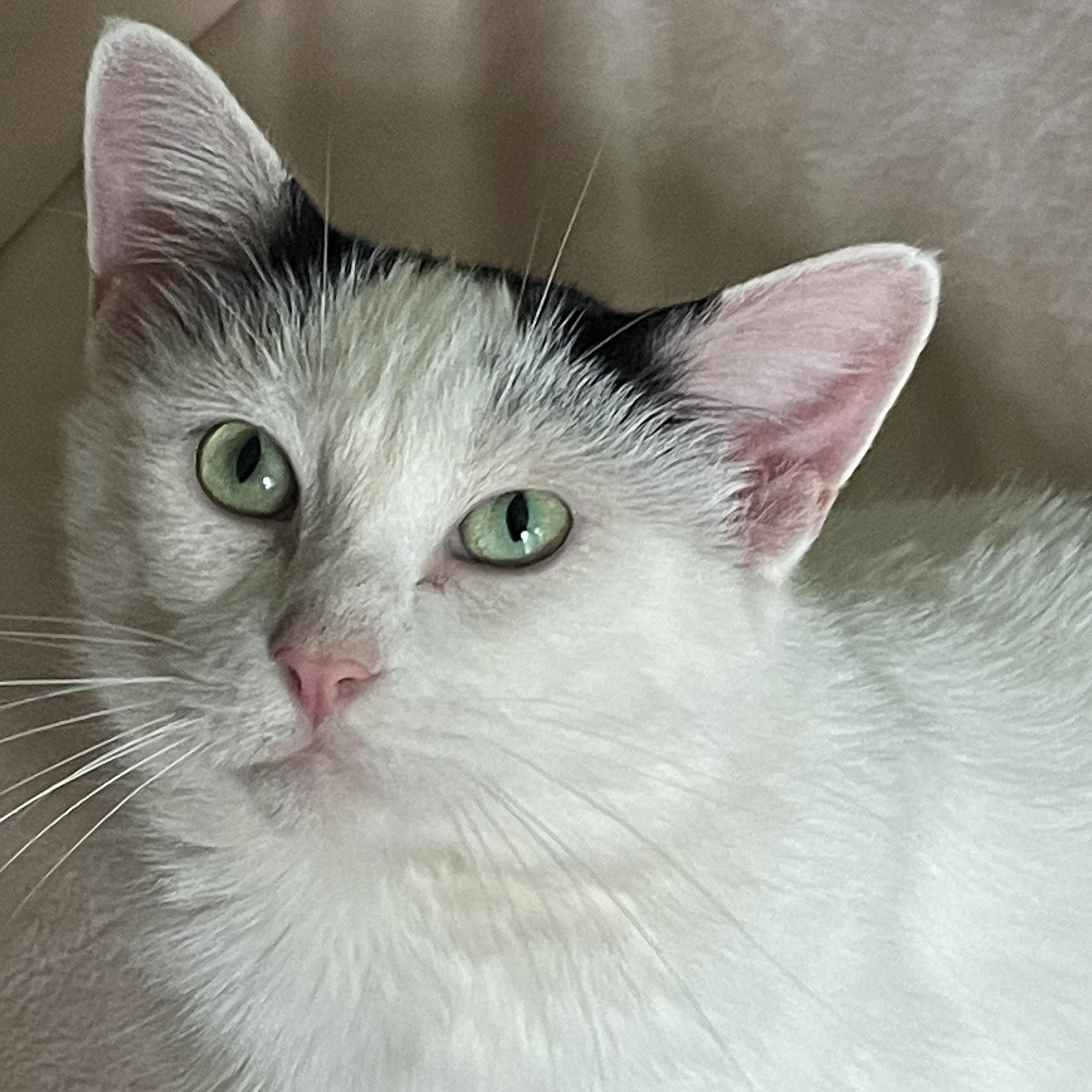 Soba, a Adoptable Domestic Short Hair in Crystal Lake, IL image 2/5
