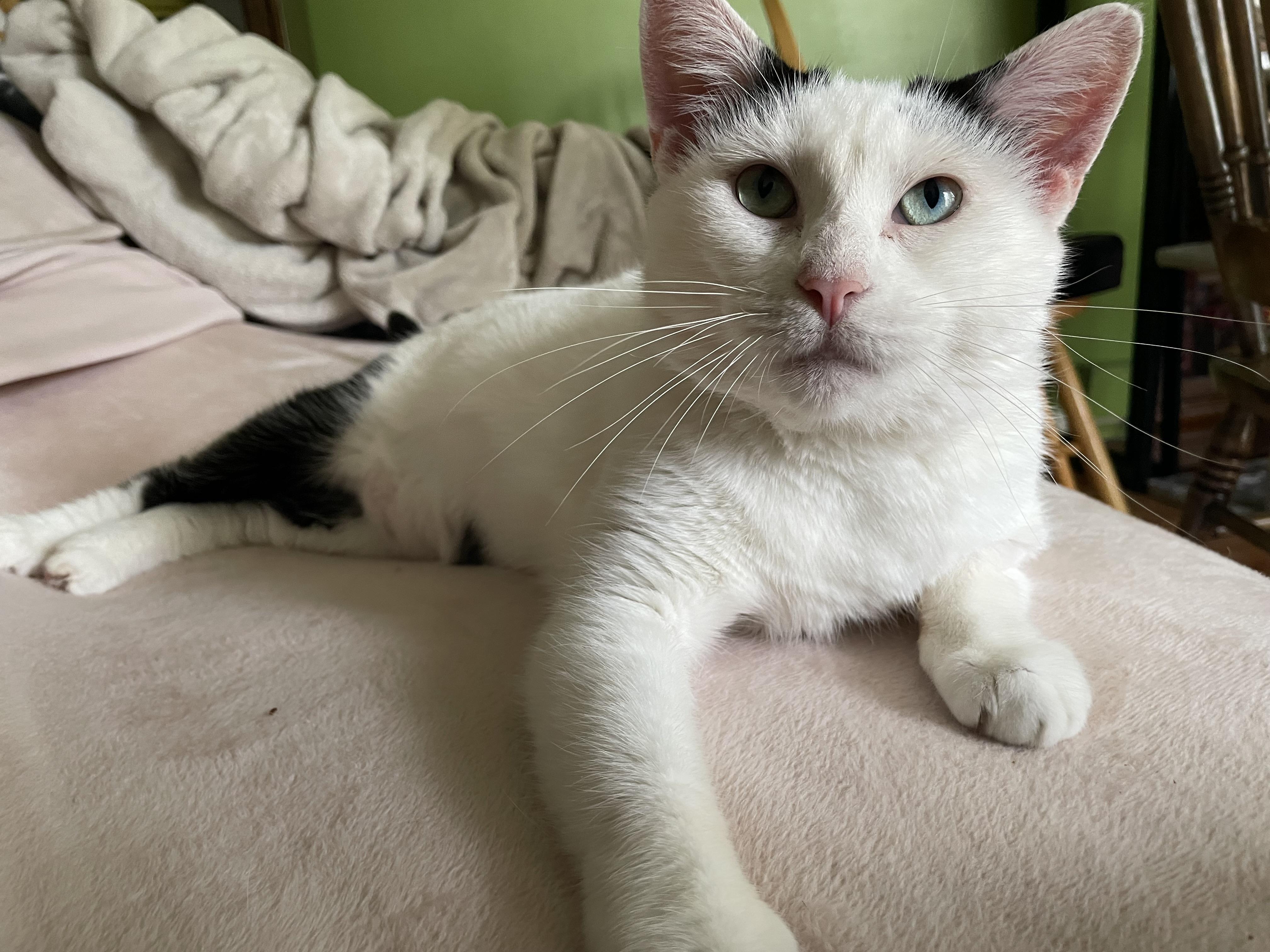 Soba, a Adoptable Domestic Short Hair in Crystal Lake, IL image 1/5