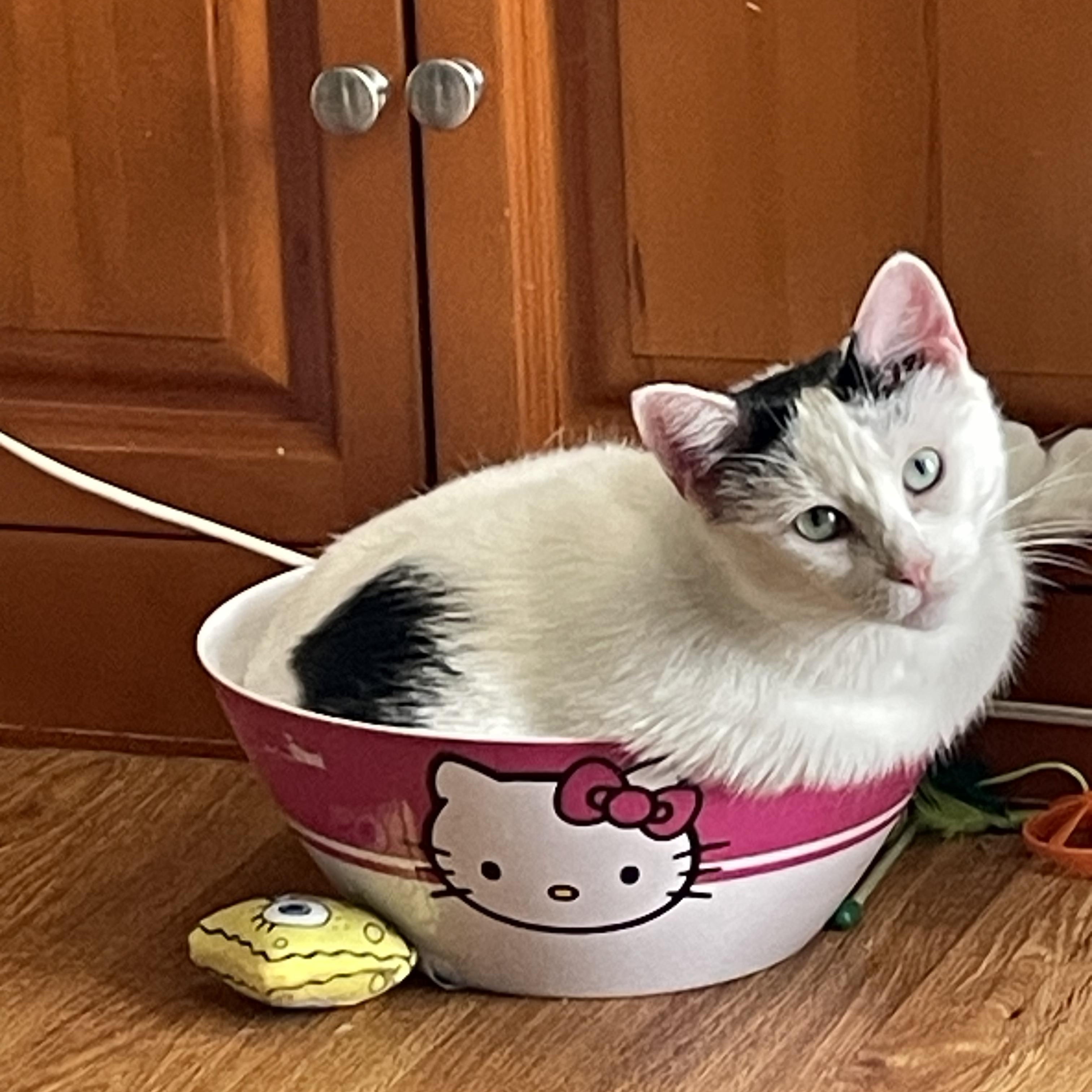 Soba, a Adoptable Domestic Short Hair in Crystal Lake, IL image 4/5
