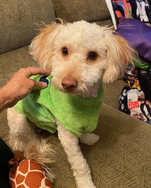 Rex, Adoptable, Young Male Poodle.