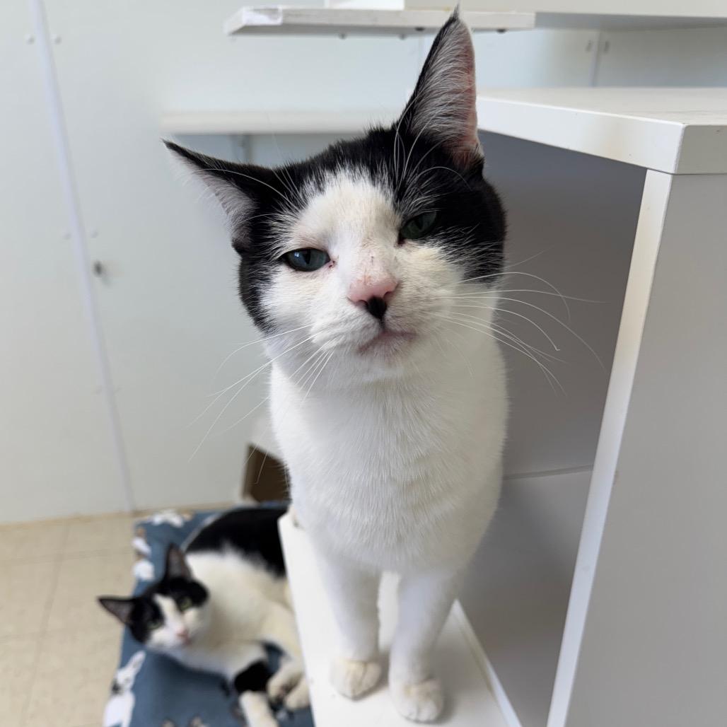 Wubz, Adoptable, Young Male Domestic Short Hair.