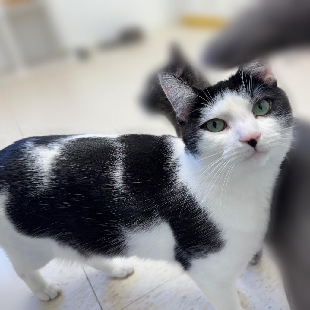 Wubz — thumbnail 4