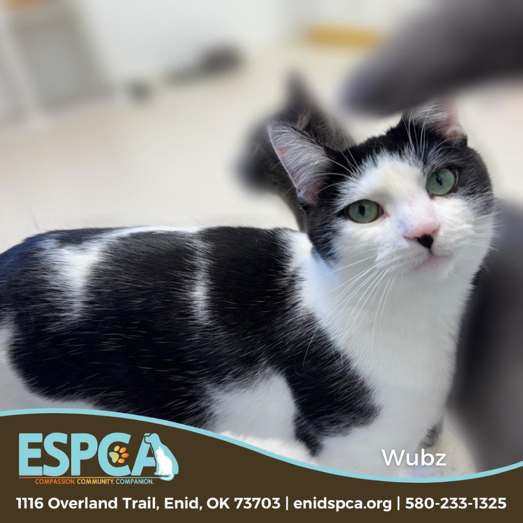 Wubz — thumbnail 5