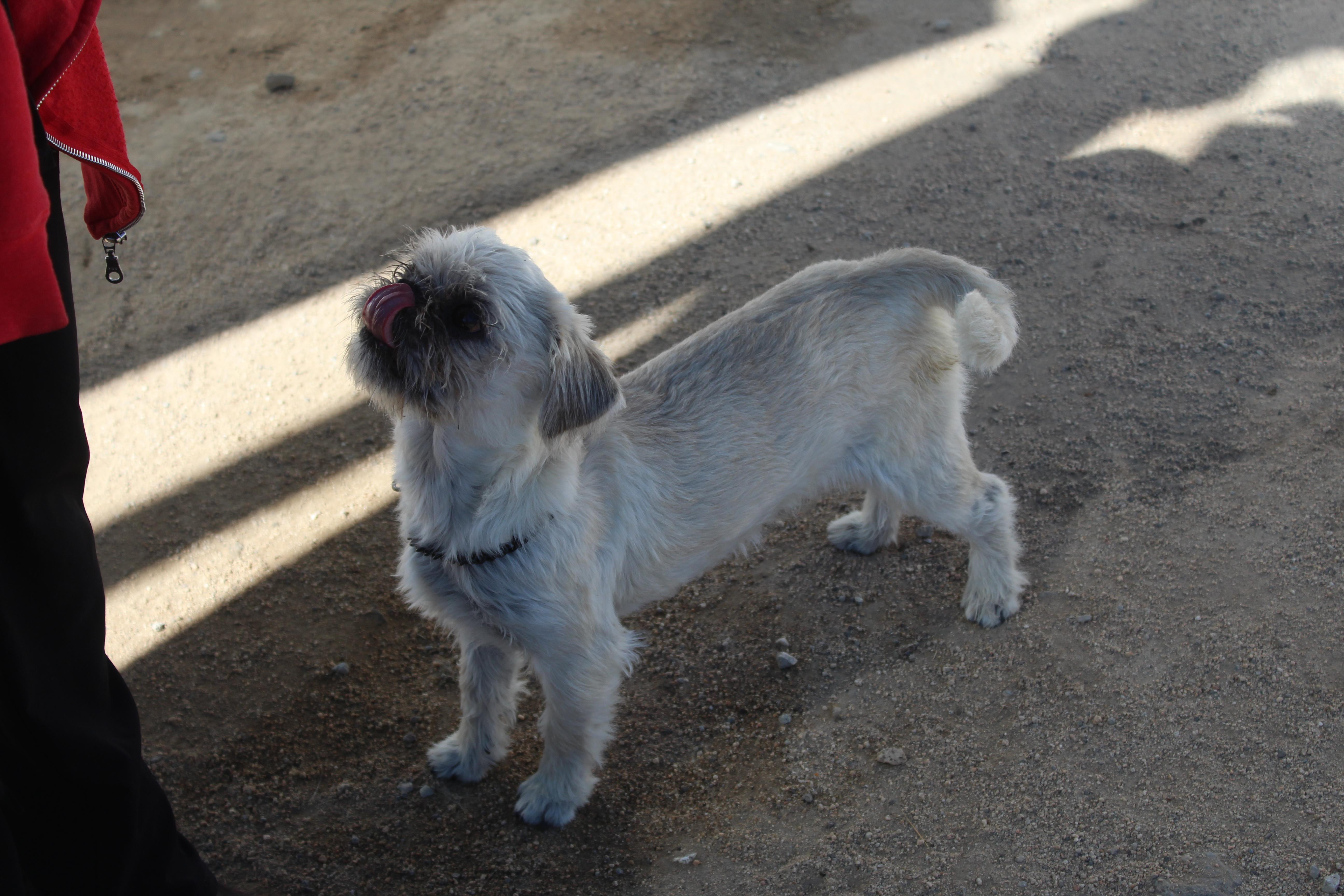 Enlarge Teebo, an adopted mixed breed in Yucca Valley, CA image 3/4