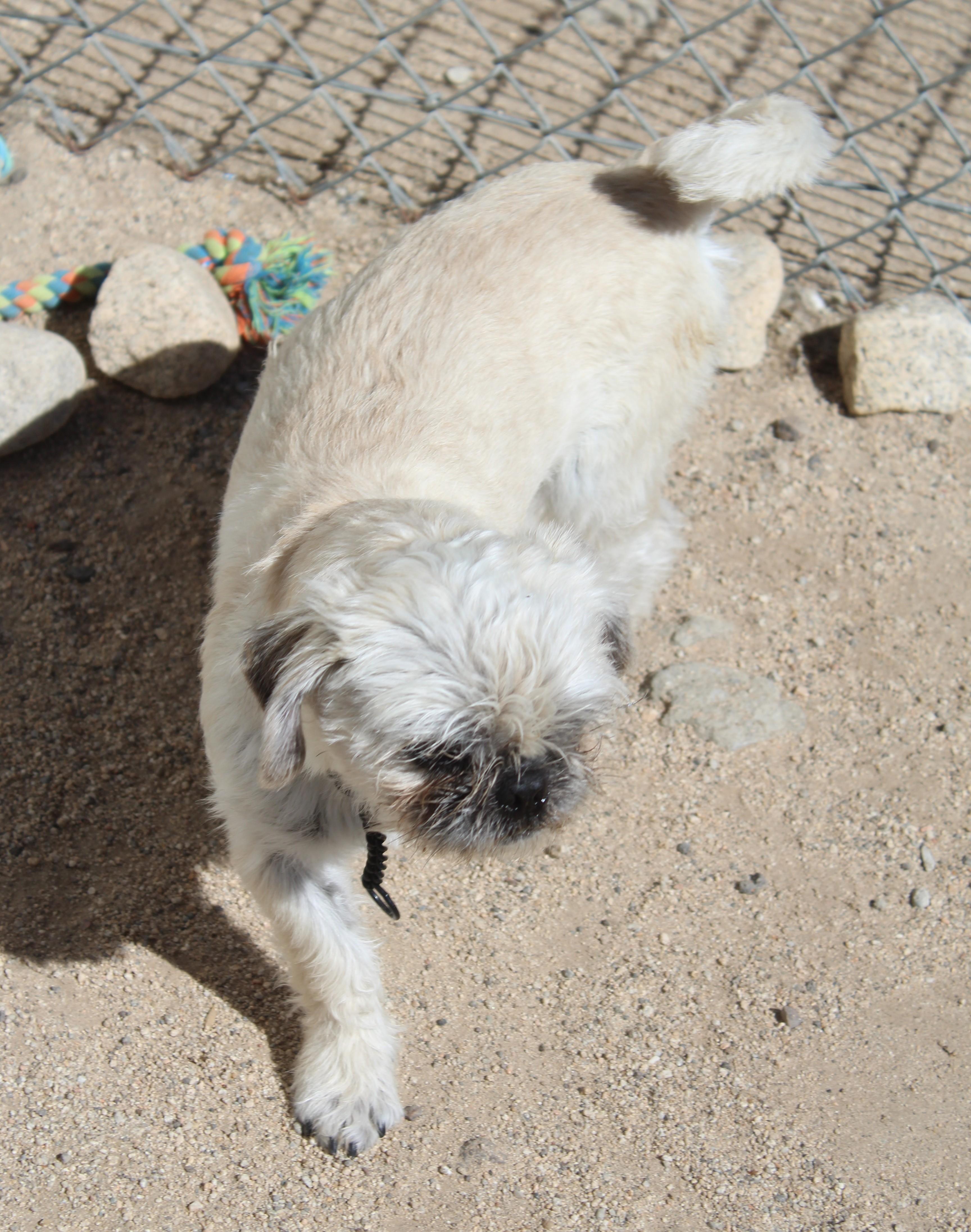 Enlarge Teebo, an adopted mixed breed in Yucca Valley, CA image 2/4