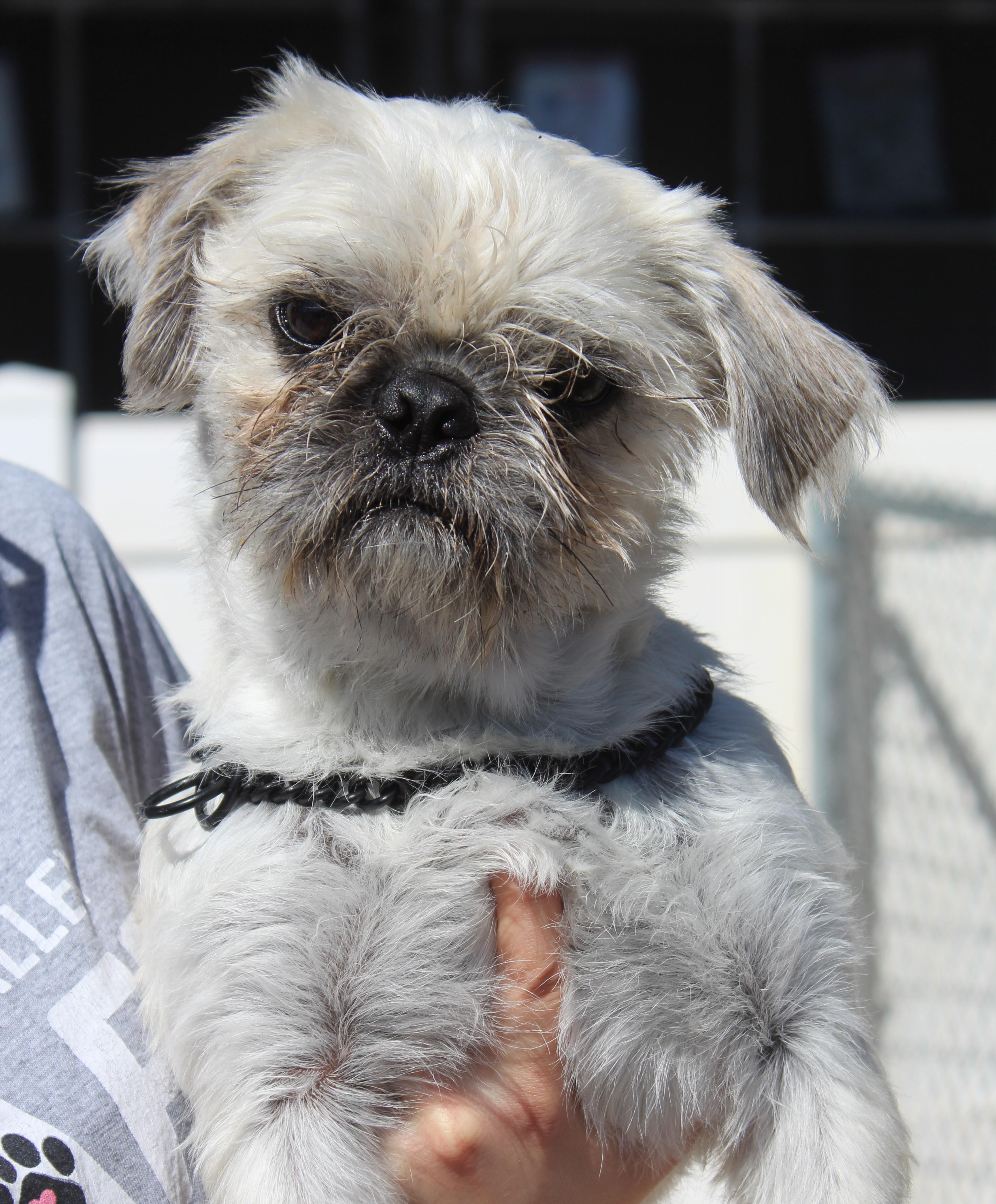 Enlarge Teebo, an adopted mixed breed in Yucca Valley, CA image 1/4