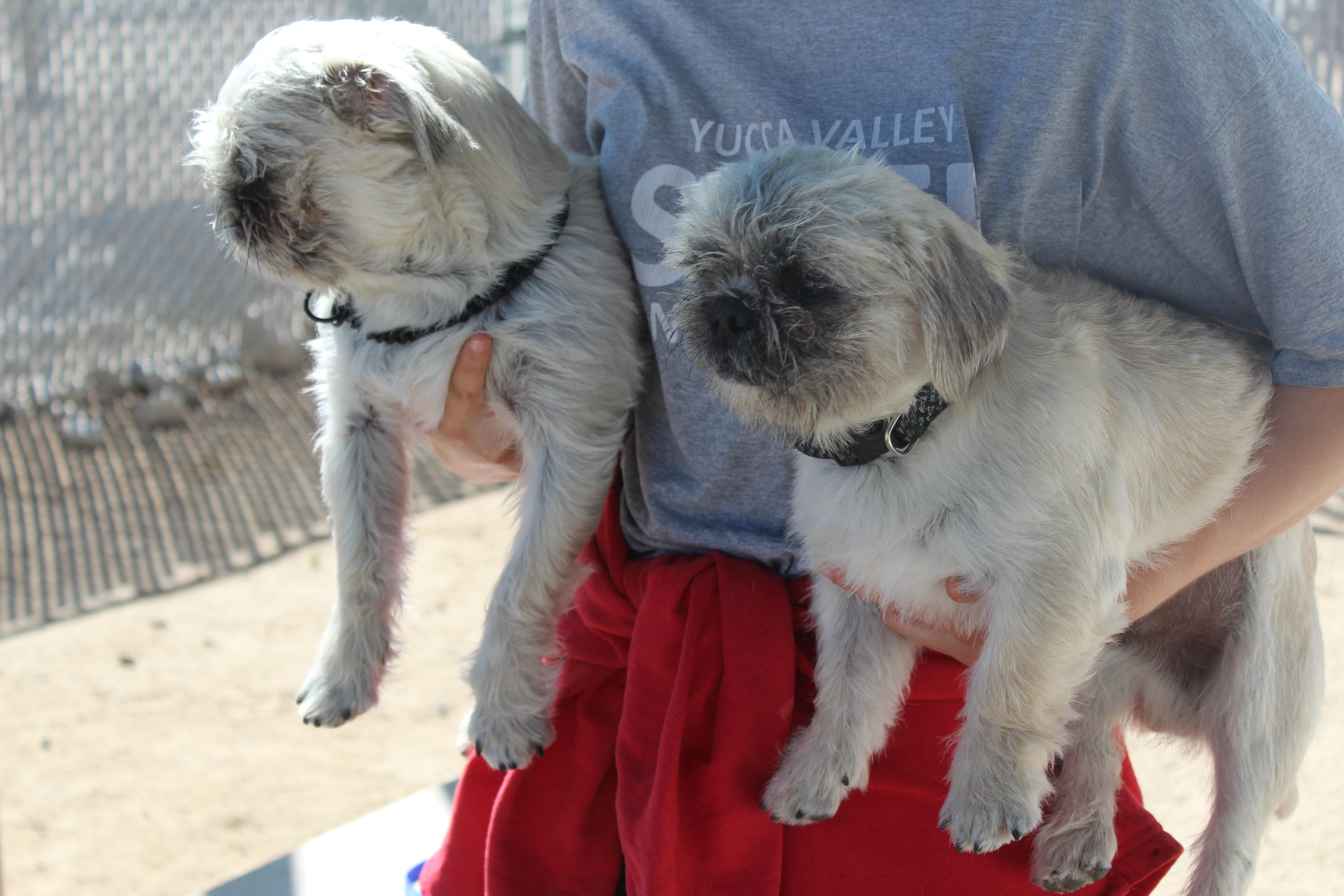 Enlarge Teebo, an adopted mixed breed in Yucca Valley, CA image 4/4