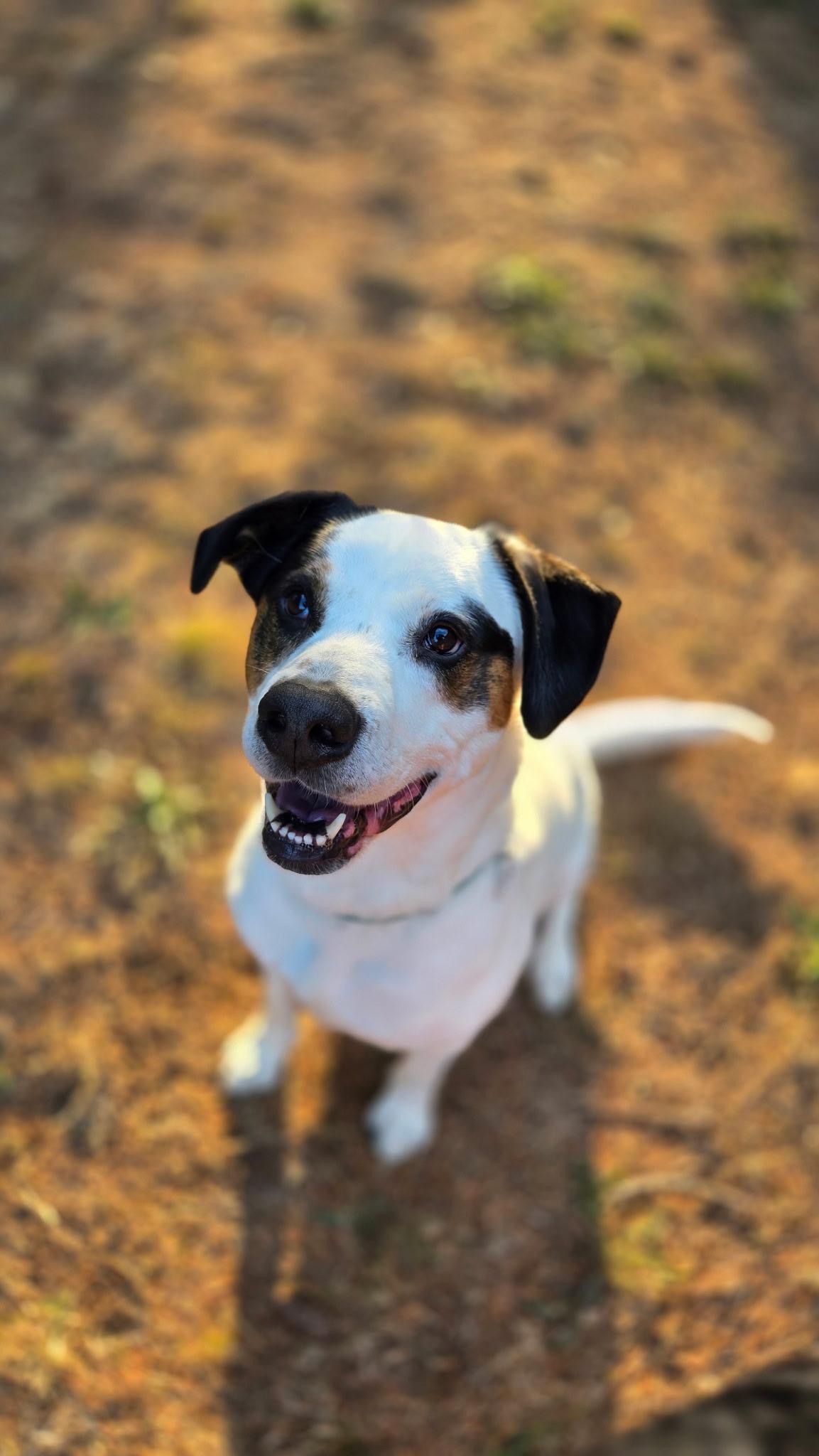 Toven, Adoptable, Young Male Saint Bernard & Hound.