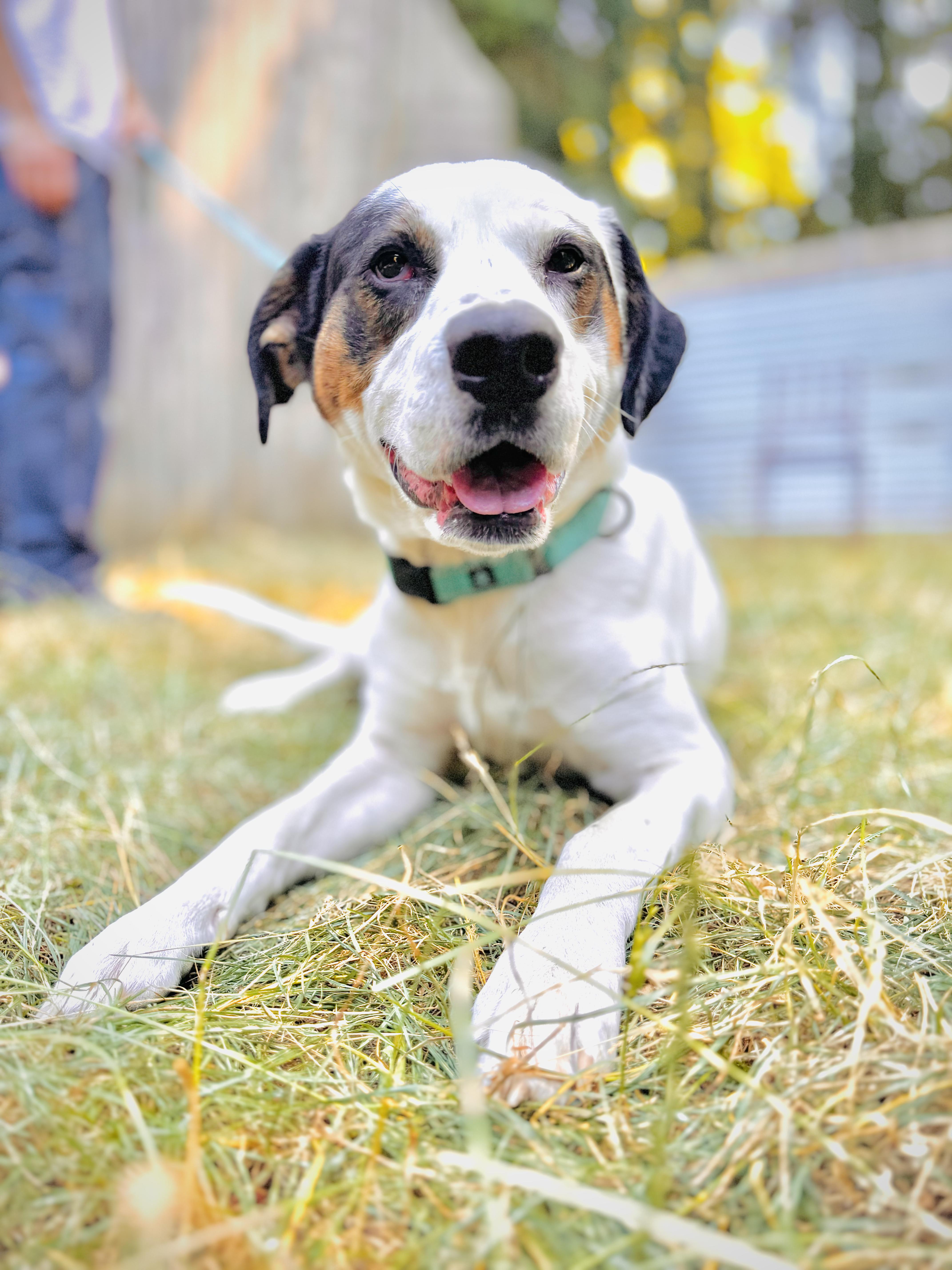 Toven, an adoptable Saint Bernard, Hound in Eugene, OR, 97402 | Photo Image 4