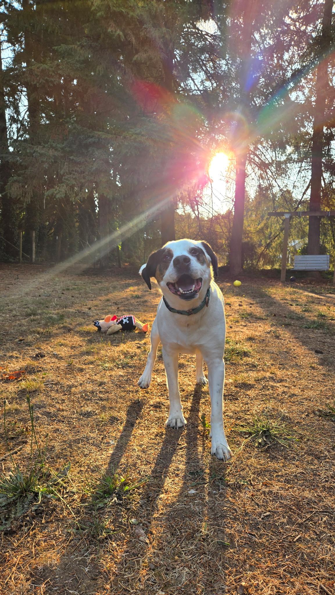 Toven, an adoptable Saint Bernard, Hound in Eugene, OR, 97402 | Photo Image 4