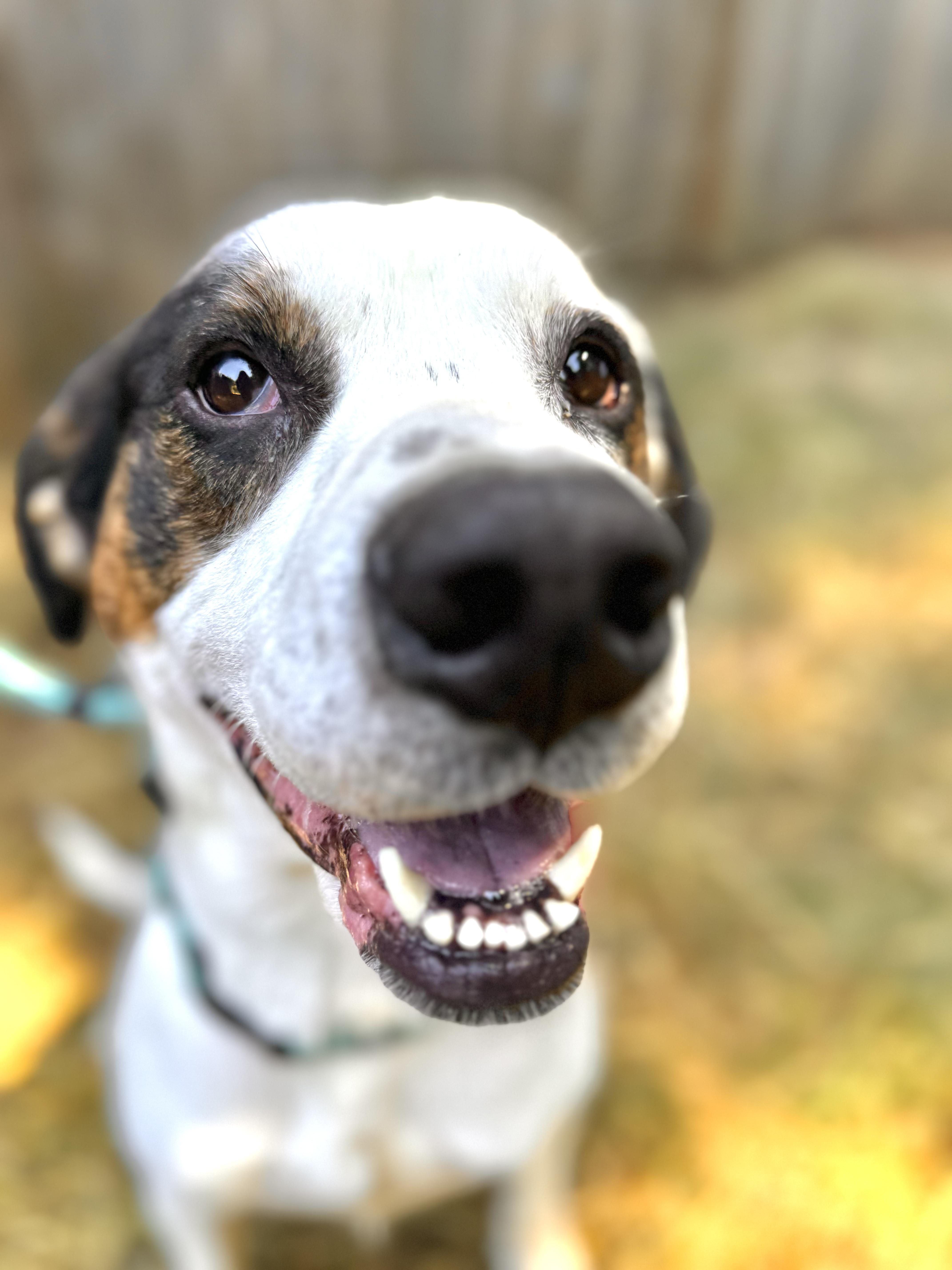 Toven, an adoptable Saint Bernard, Hound in Eugene, OR, 97402 | Photo Image 3
