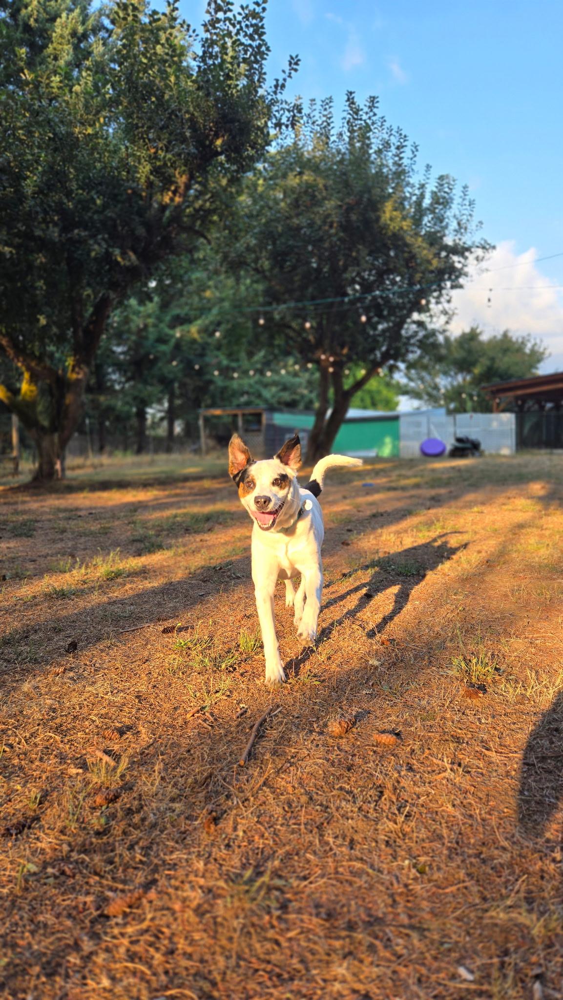 Enlarge Toven, a Adoptable mixed breed image 2/4