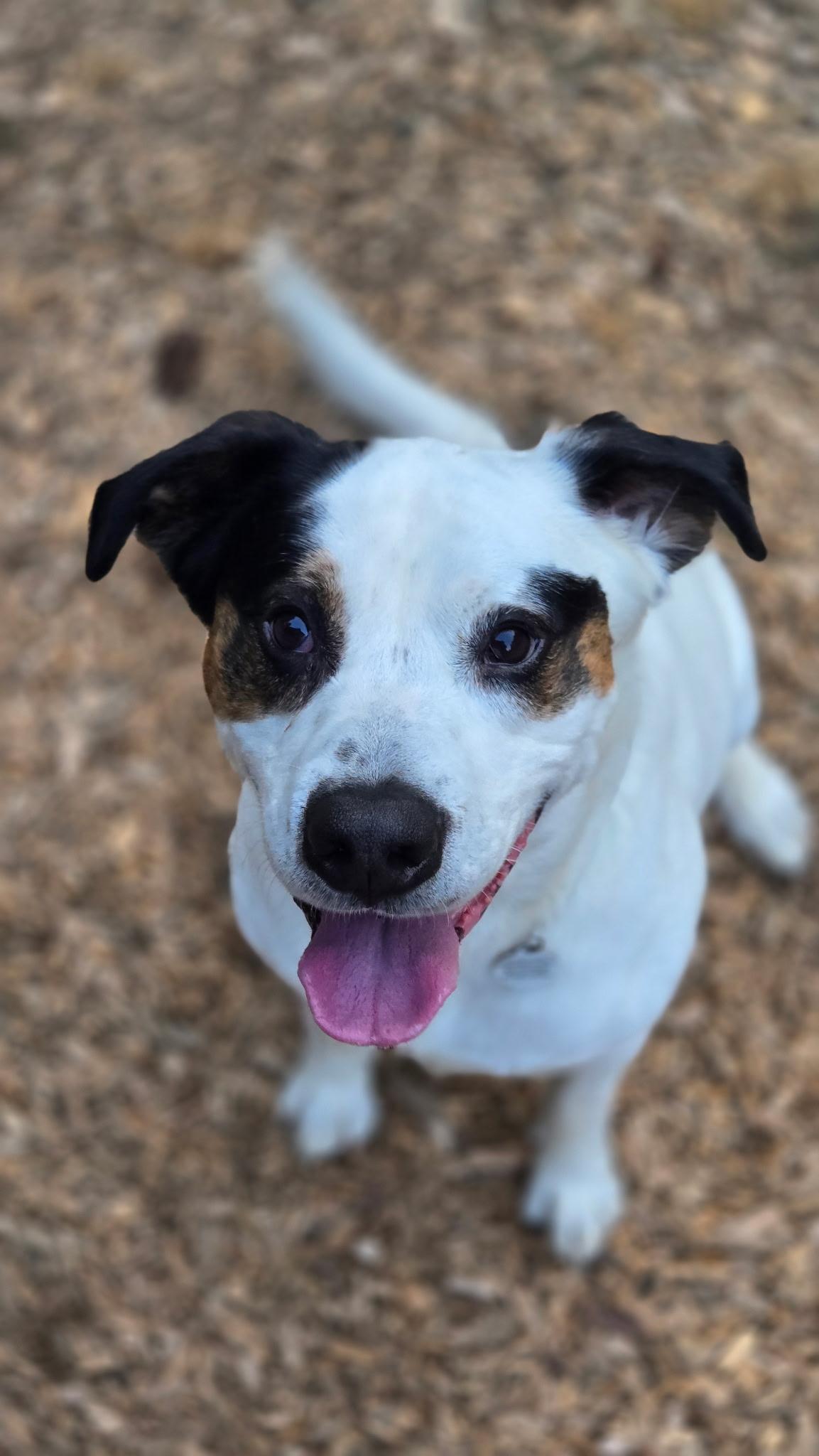 Toven, an adoptable Saint Bernard, Hound in Eugene, OR, 97402 | Photo Image 1