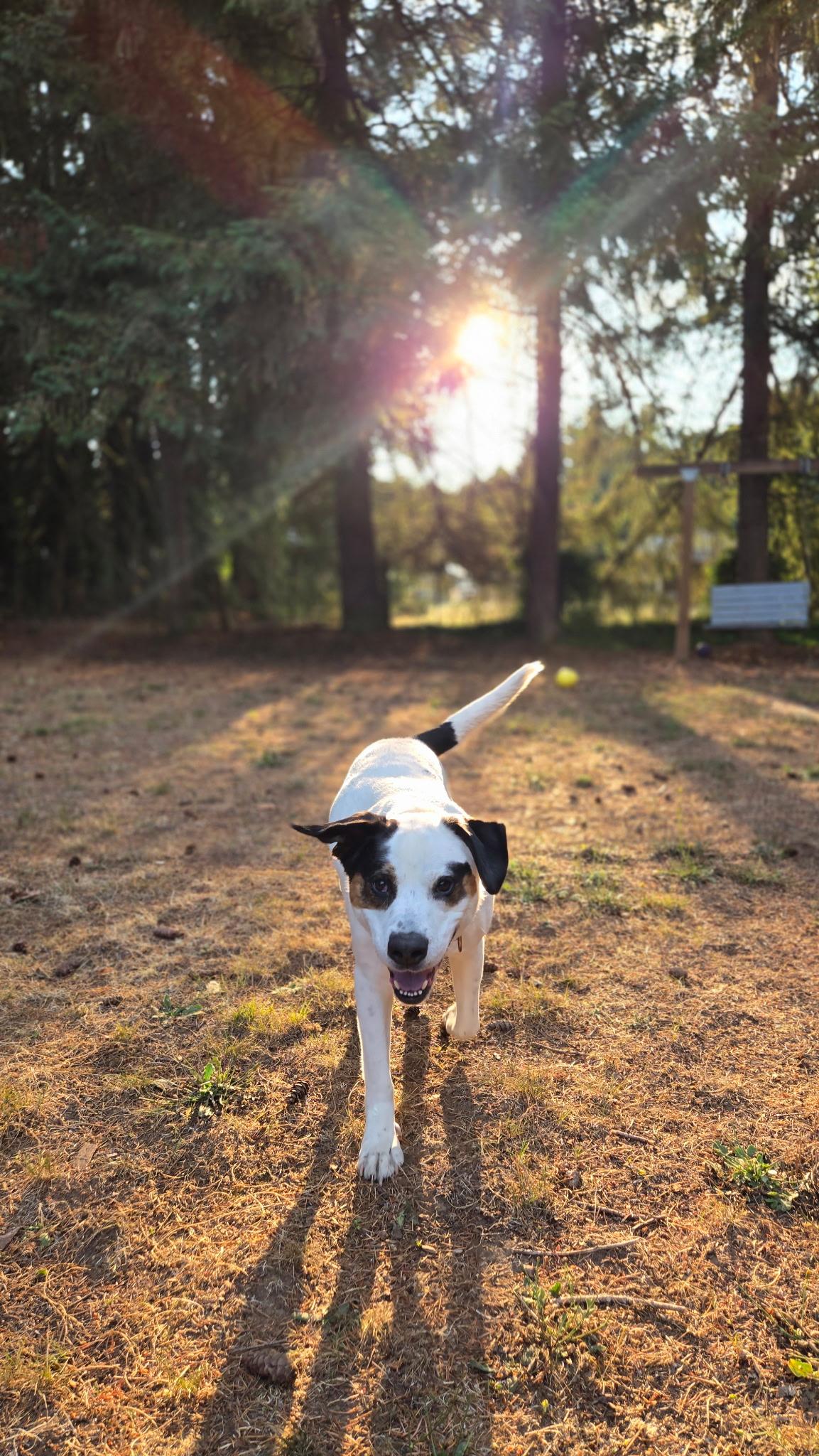 Enlarge Toven, a Adoptable mixed breed image 3/4