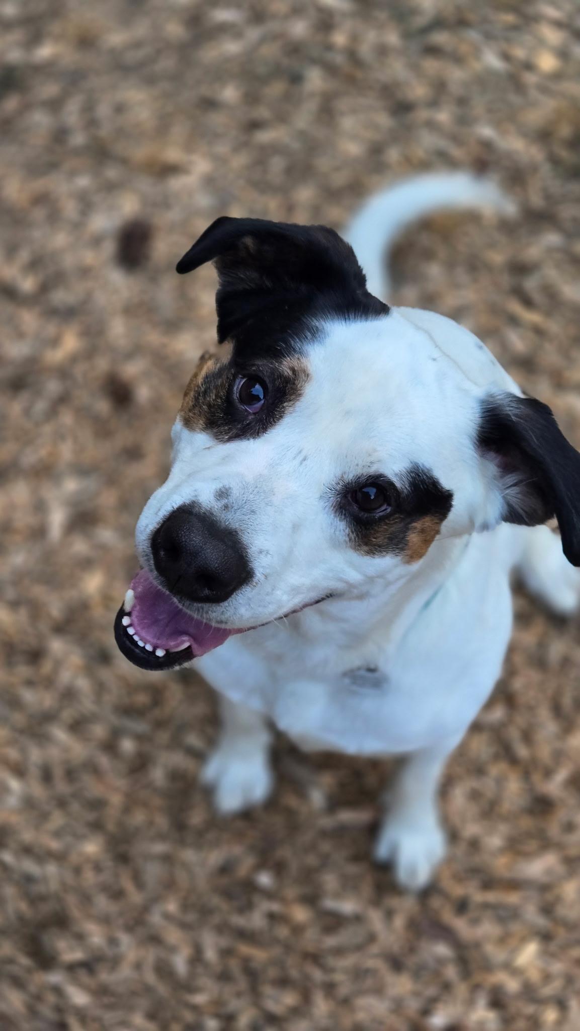 Toven, an adoptable Saint Bernard, Hound in Eugene, OR, 97402 | Photo Image 2