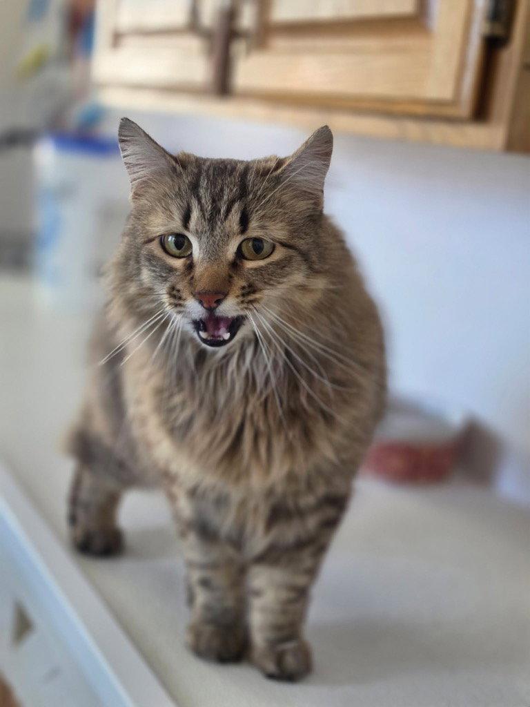 Phoenix, Adoptable, Adult Female Domestic Long Hair.