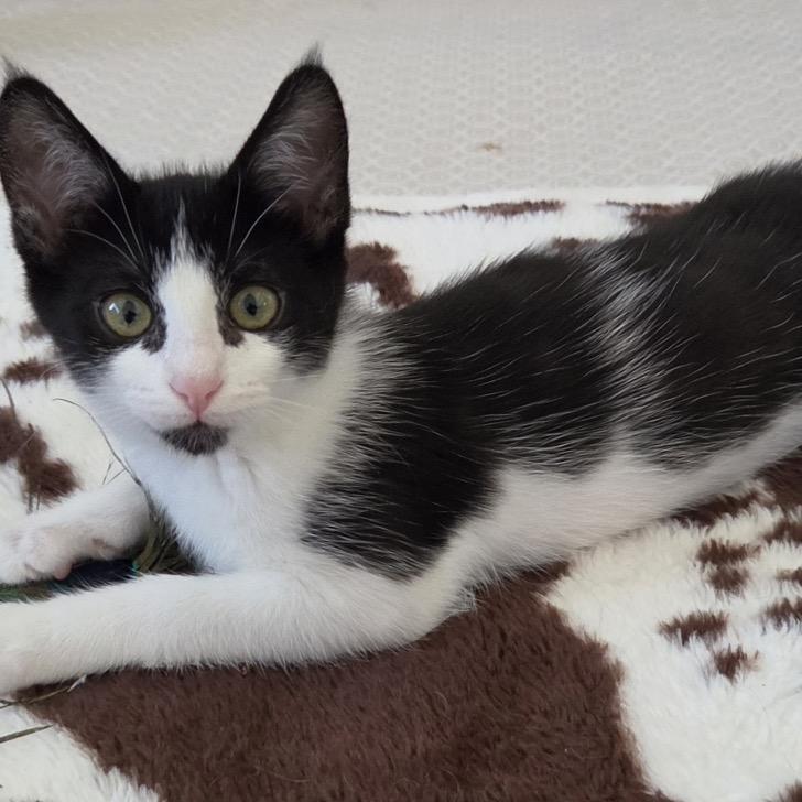Queen, Adoptable, Kitten Female Domestic Short Hair.