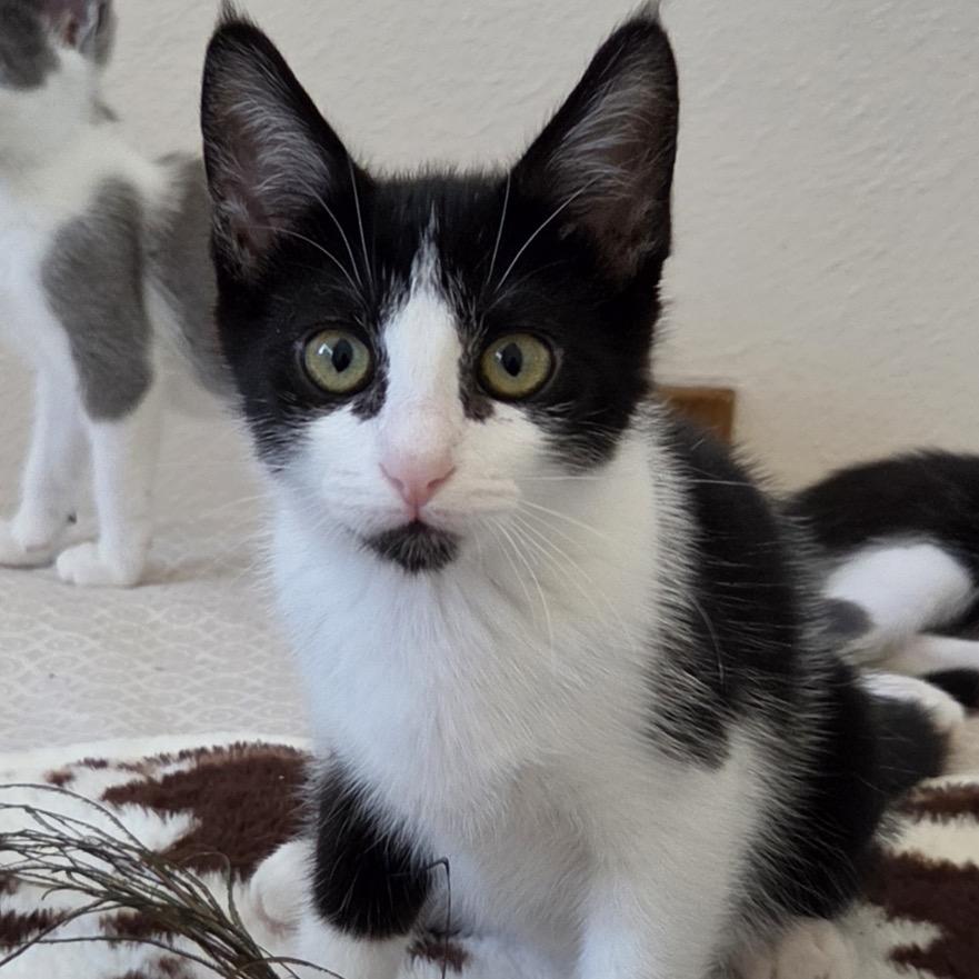 Enlarge Queen, a Adoptable Domestic Short Hair in Westminster, CA image 2/4