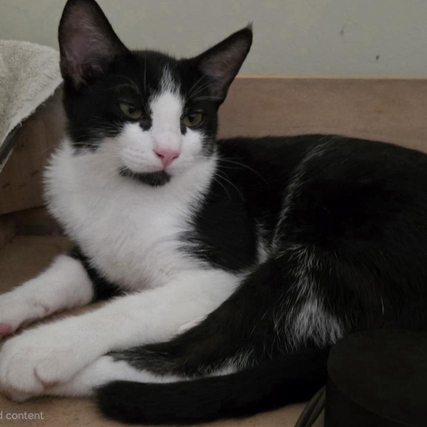Enlarge Queen, a Adoptable Domestic Short Hair in Westminster, CA image 4/4